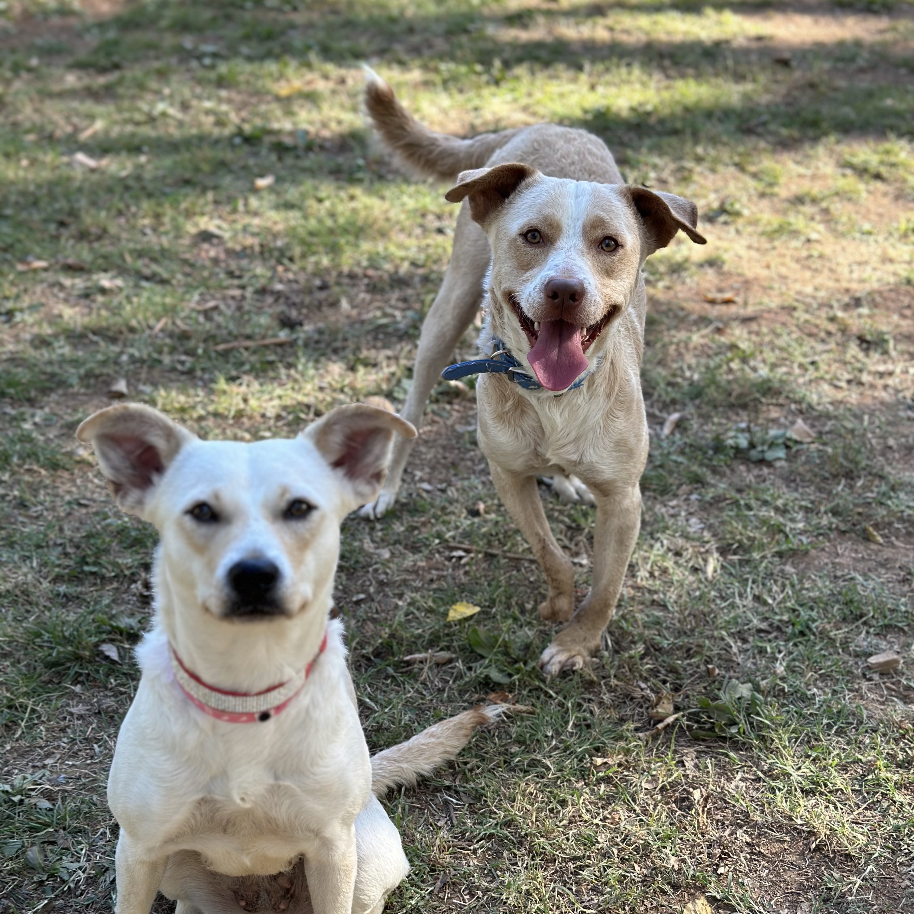 Callan, a Adopted Yellow Labrador Retriever in Suffield, CT image 4/6