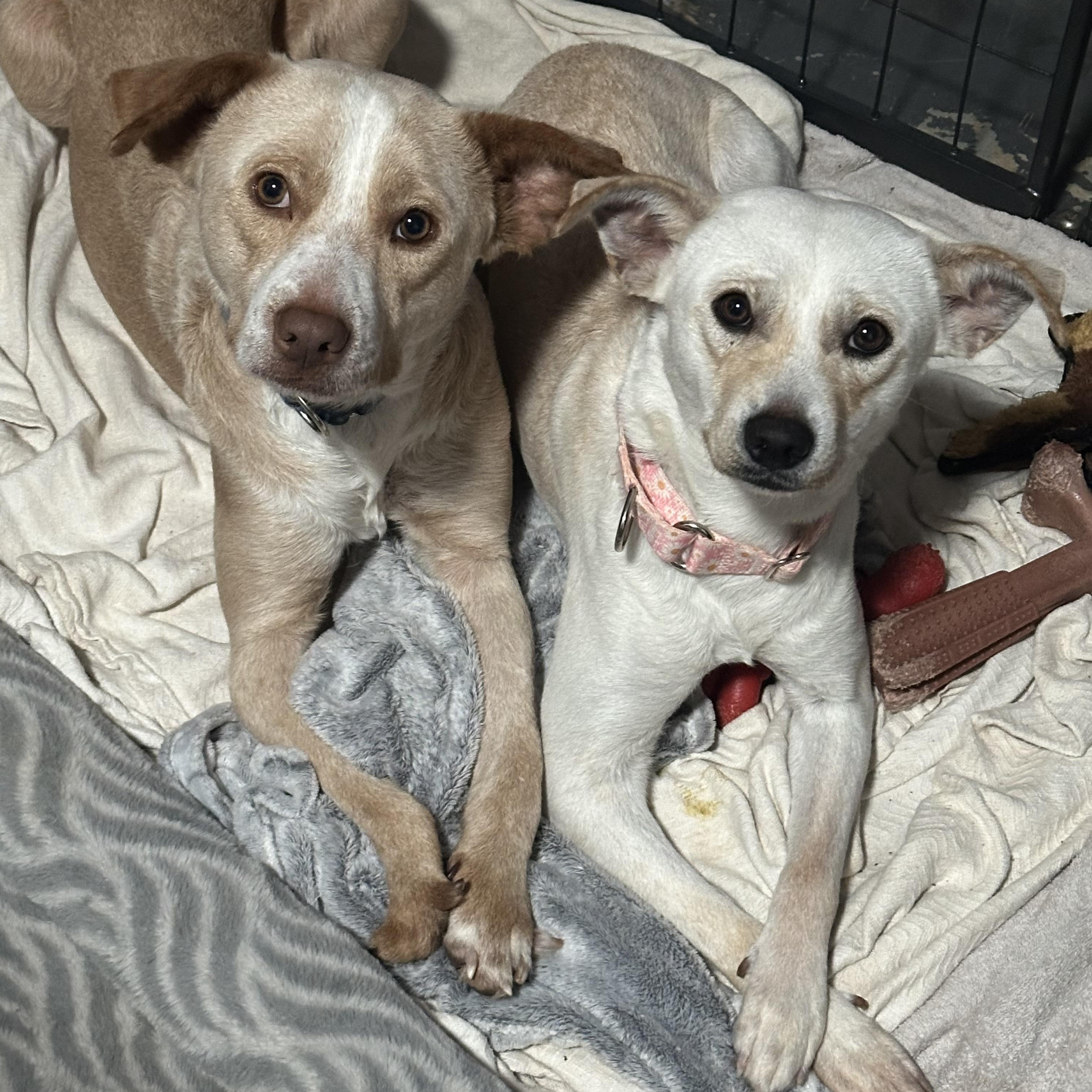 Callan, a Adopted Yellow Labrador Retriever in Suffield, CT image 6/6