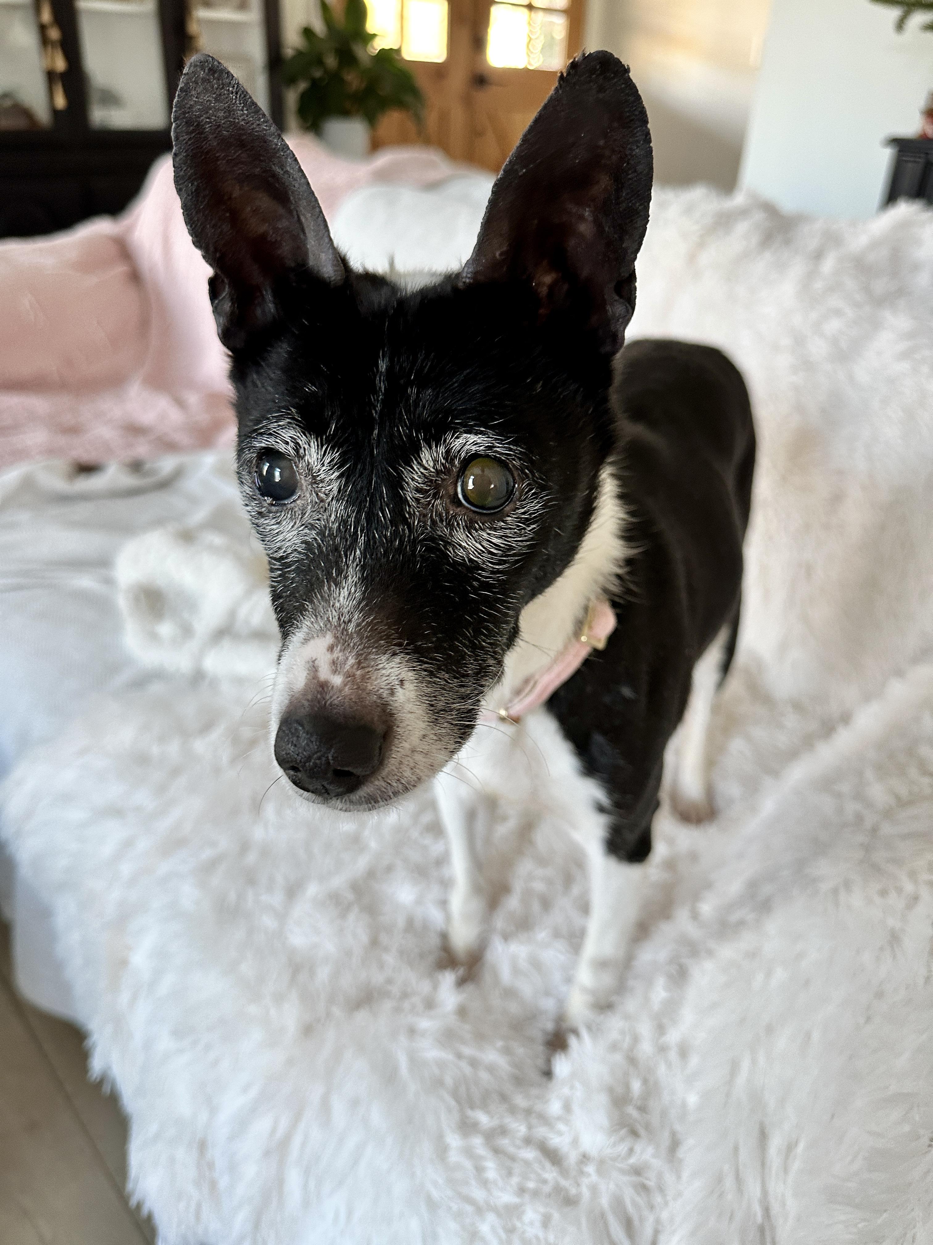 Enlarge Bunny Bug - Gorgeous Senior Girl!, a ADOPTABLE Basenji in Buford, GA image 2/6