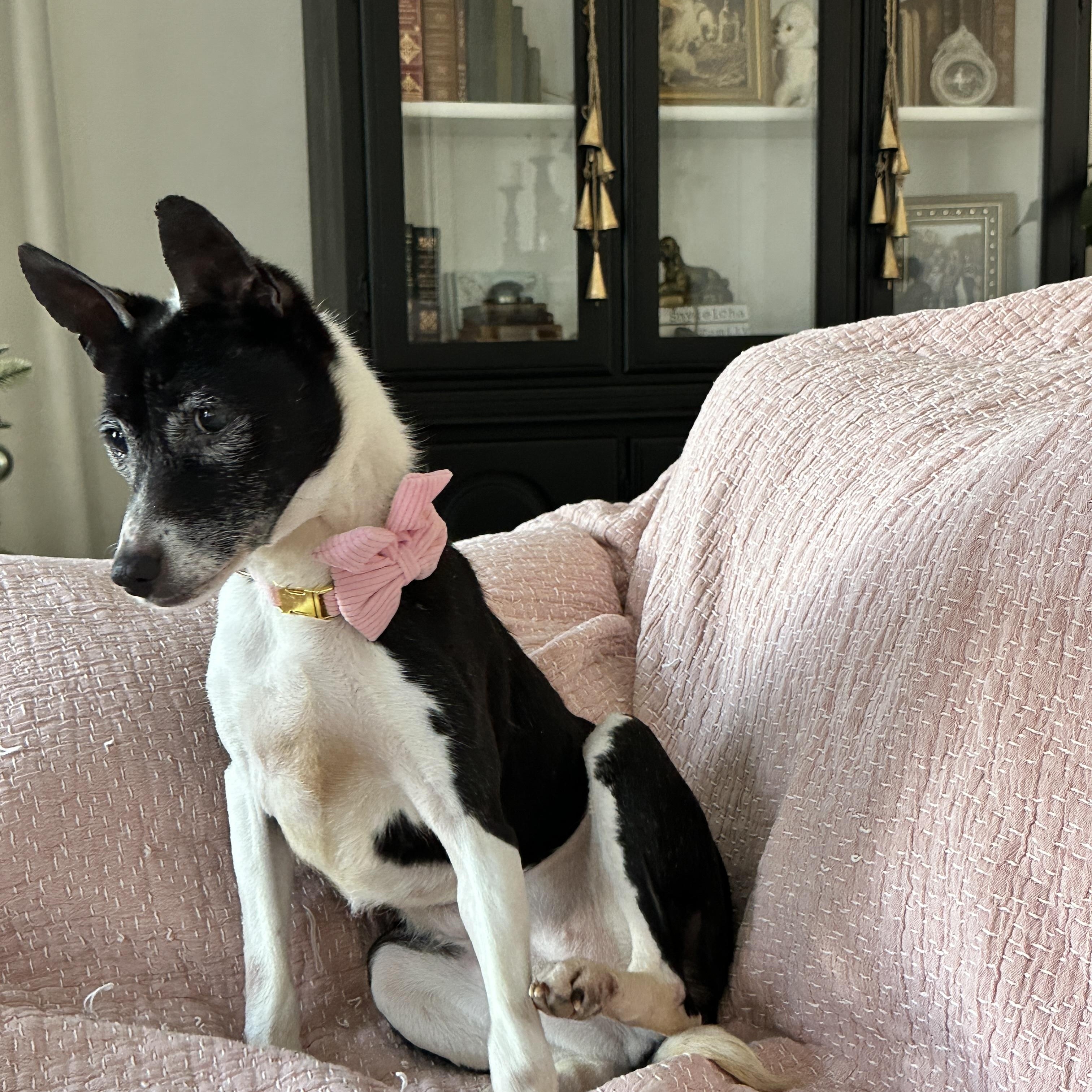 Enlarge Bunny Bug - Gorgeous Senior Girl!, a ADOPTABLE Basenji in Buford, GA image 5/6