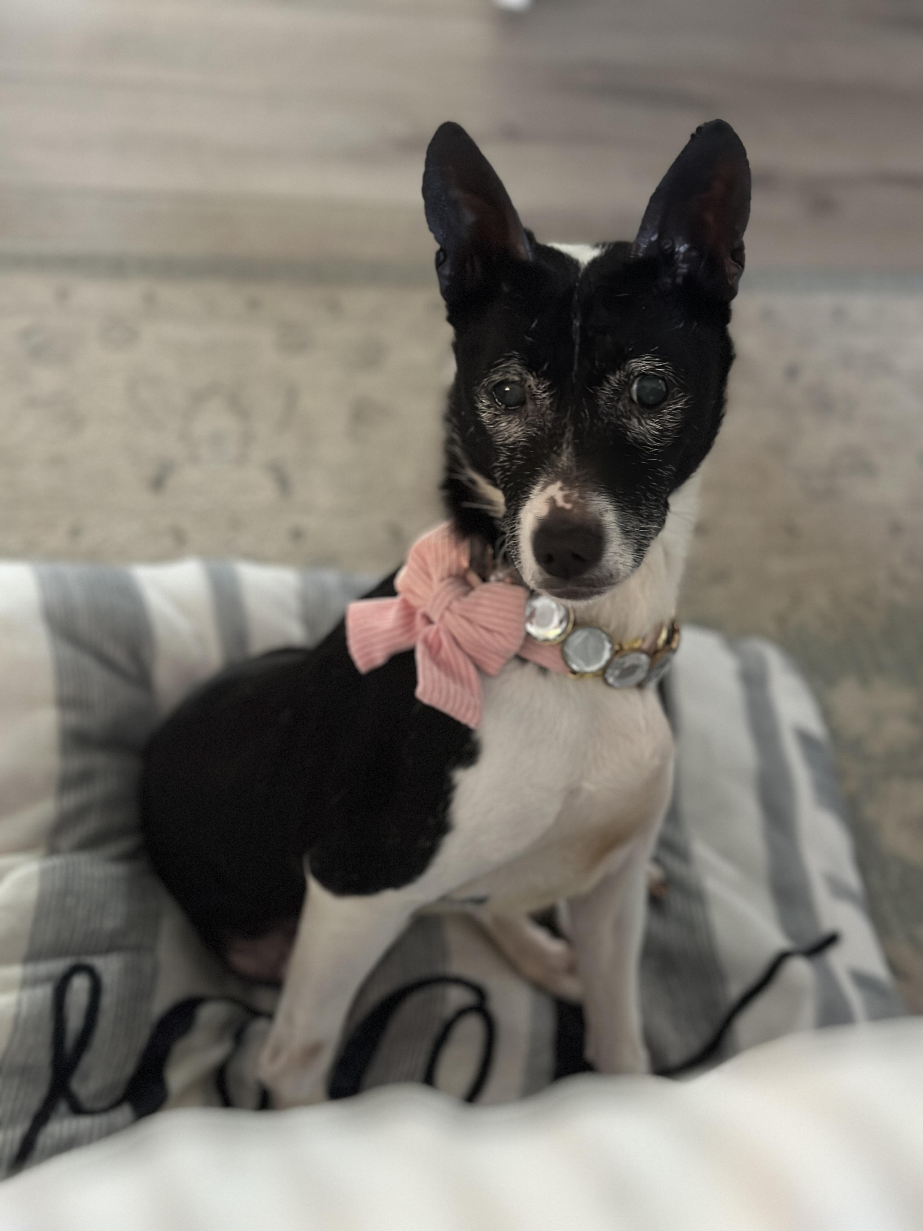 Bunny Bug - Gorgeous Senior Girl!, ADOPTABLE, Senior Female Basenji.