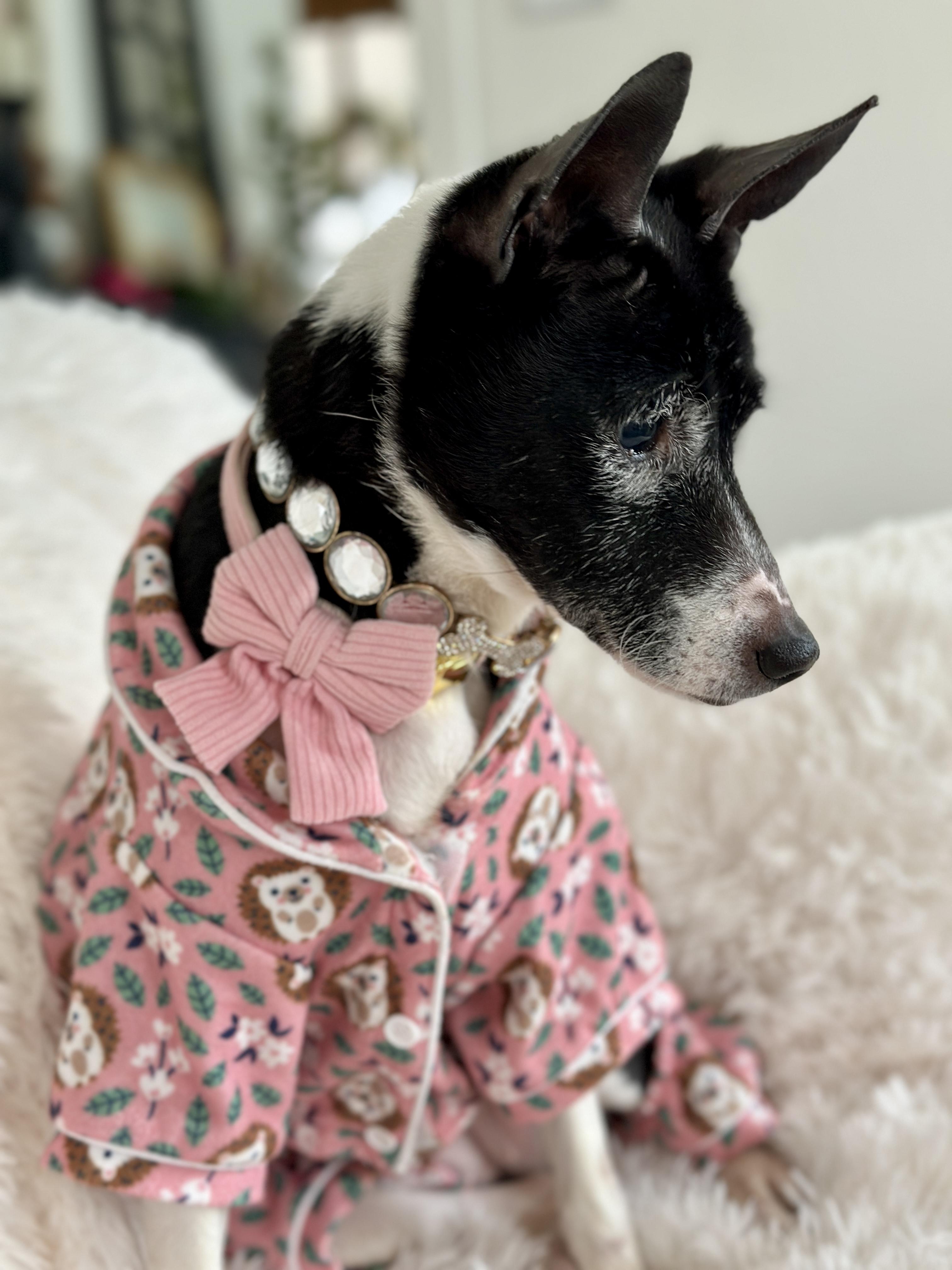 Enlarge Bunny Bug - Gorgeous Senior Girl!, a ADOPTABLE Basenji in Buford, GA image 6/6