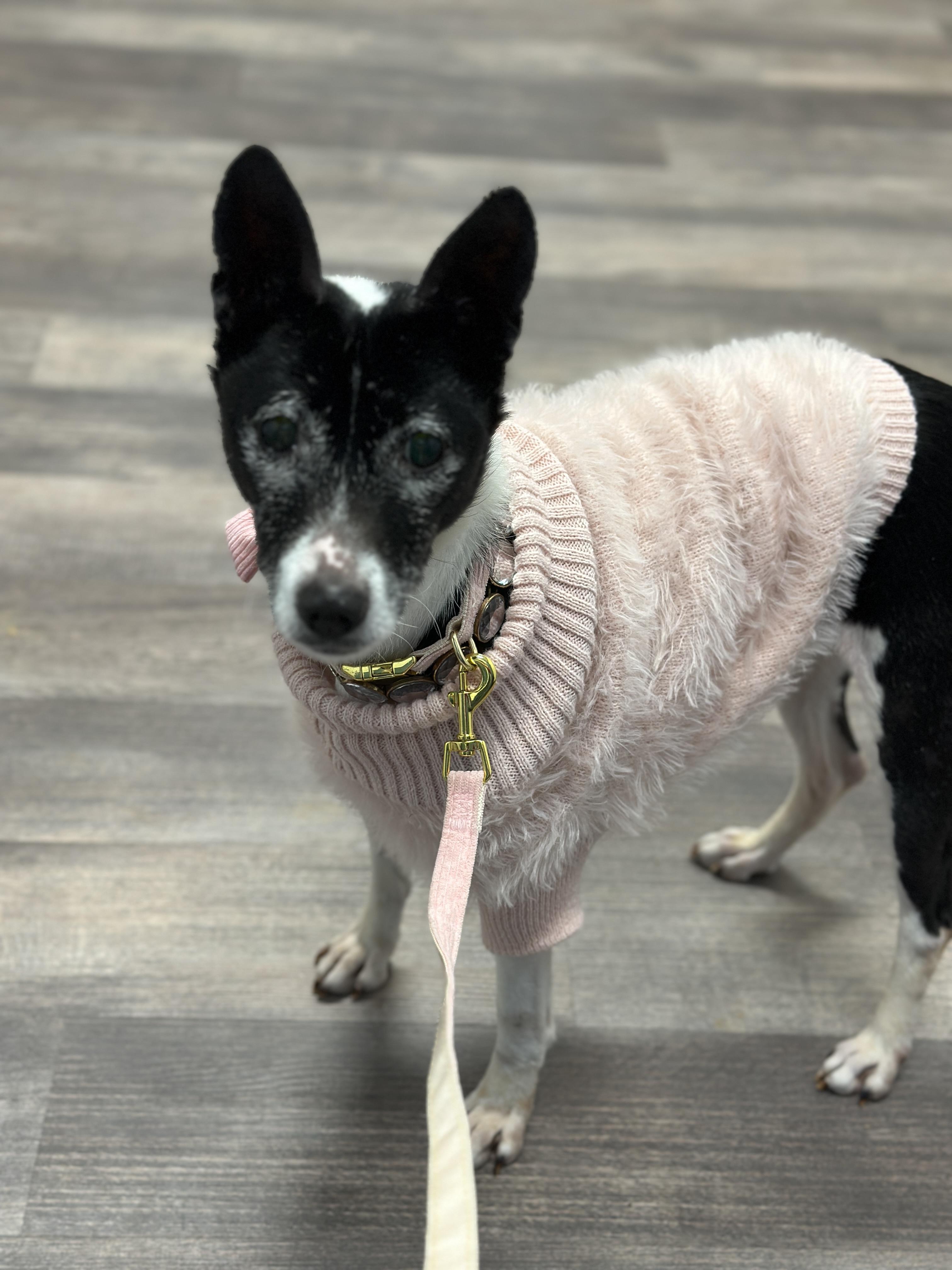 Enlarge Bunny Bug - Gorgeous Senior Girl!, a ADOPTABLE Basenji in Buford, GA image 4/6