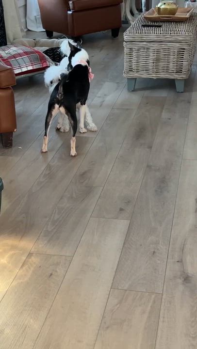 Enlarge Bunny Bug - Gorgeous Senior Girl!, a ADOPTABLE Basenji in Buford, GA video 3/6