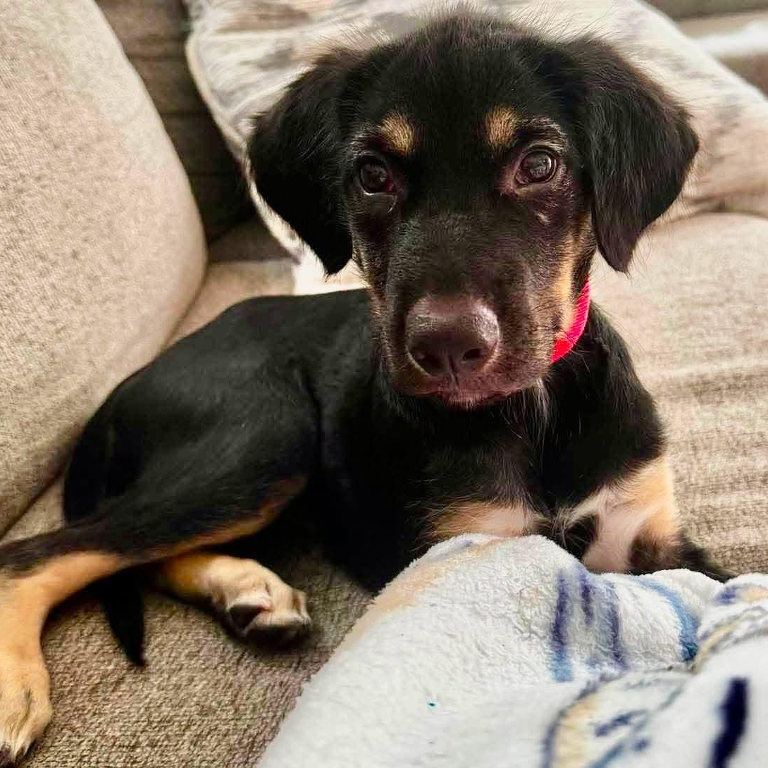 Cherry, ADOPTABLE, Puppy Female Mixed Breed.