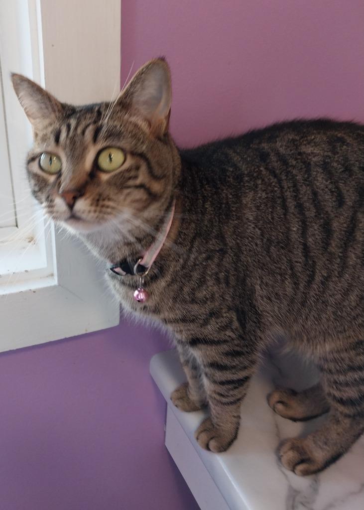 Aloha *IN FOSTER* — thumbnail 3