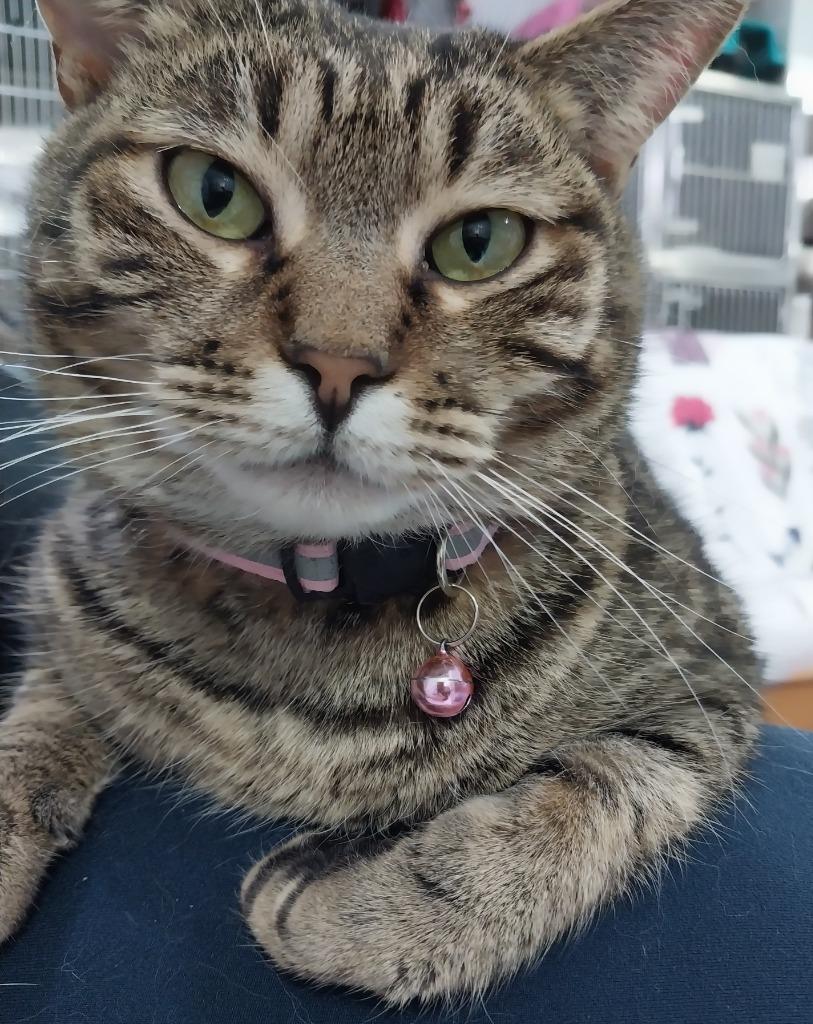 Aloha *IN FOSTER* — thumbnail 4