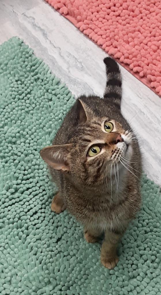 Aloha *IN FOSTER* — thumbnail 5