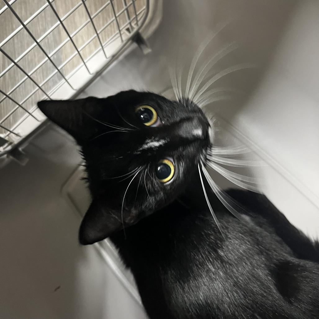 Piper, Adoptable, Adult Female Domestic Short Hair.