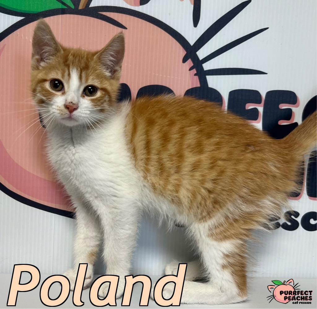 Poland, Adoptable, Kitten Female Domestic Short Hair.