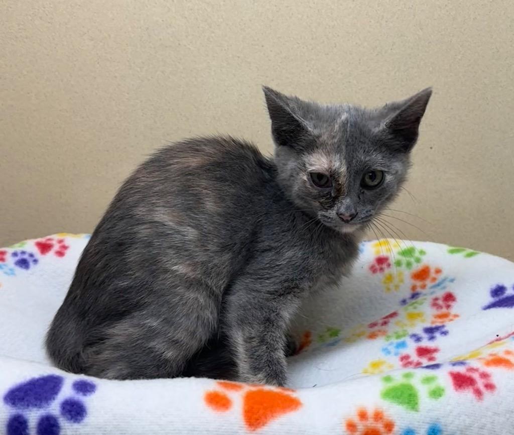 Enlarge Trinity, a Adoptable mixed breed in Washington Court House, OH image 1/2