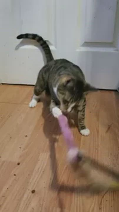 Enlarge LIBERTY, a Adoptable Domestic Short Hair in Brooklyn, NY video 4/7