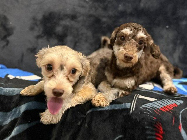 Enlarge MOLLY, a Adoptable mixed breed in Agoura Hills, CA image 2/3
