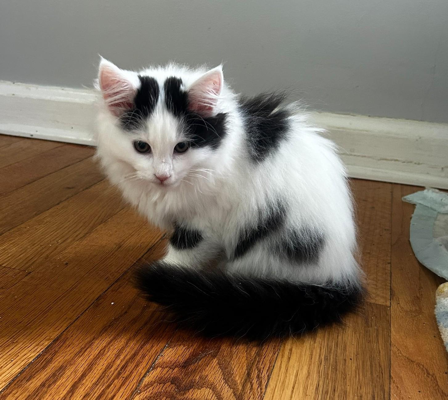 Lola, ADOPTABLE, Kitten Female Domestic Medium Hair.