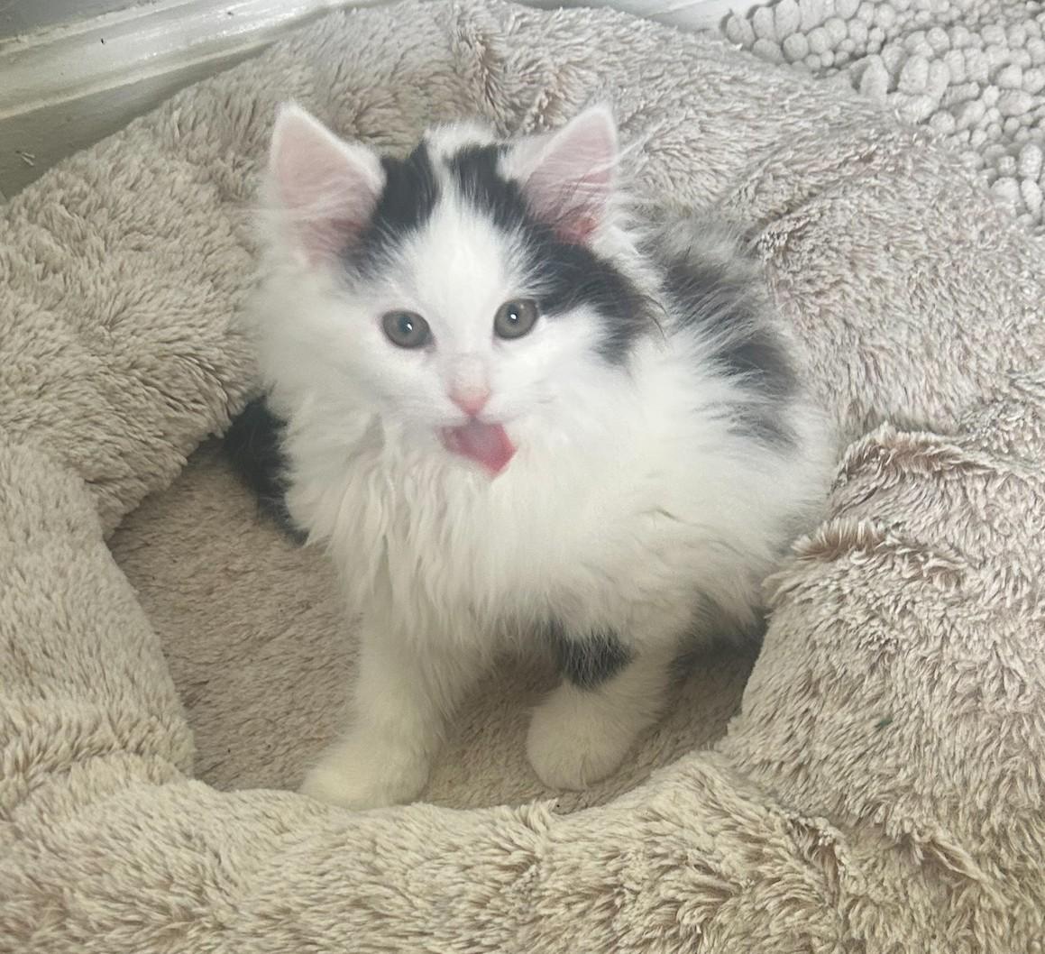 Lola, a ADOPTABLE Domestic Medium Hair in Macomb, MI image 2/4