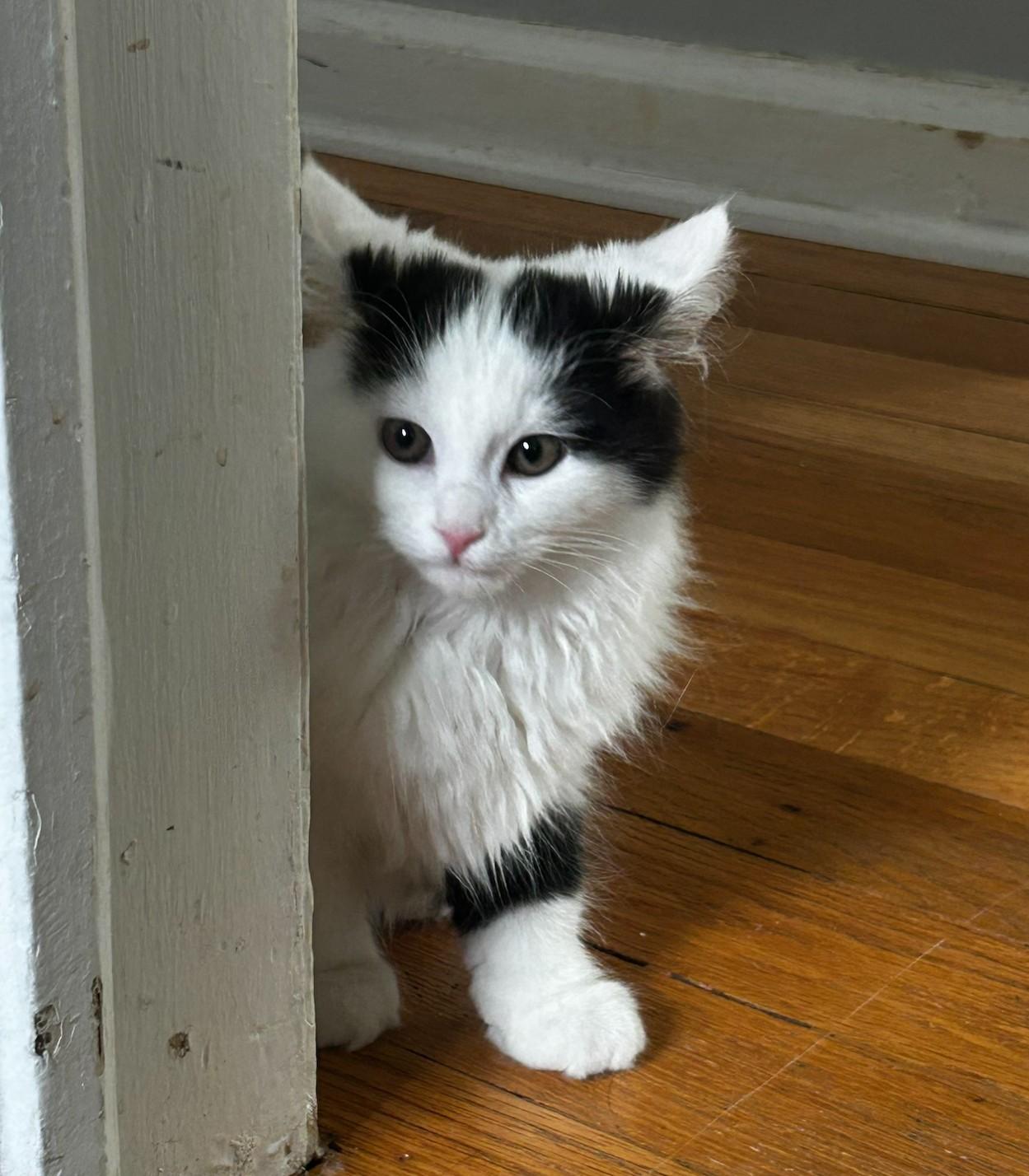Lola, a ADOPTABLE Domestic Medium Hair in Macomb, MI image 4/4