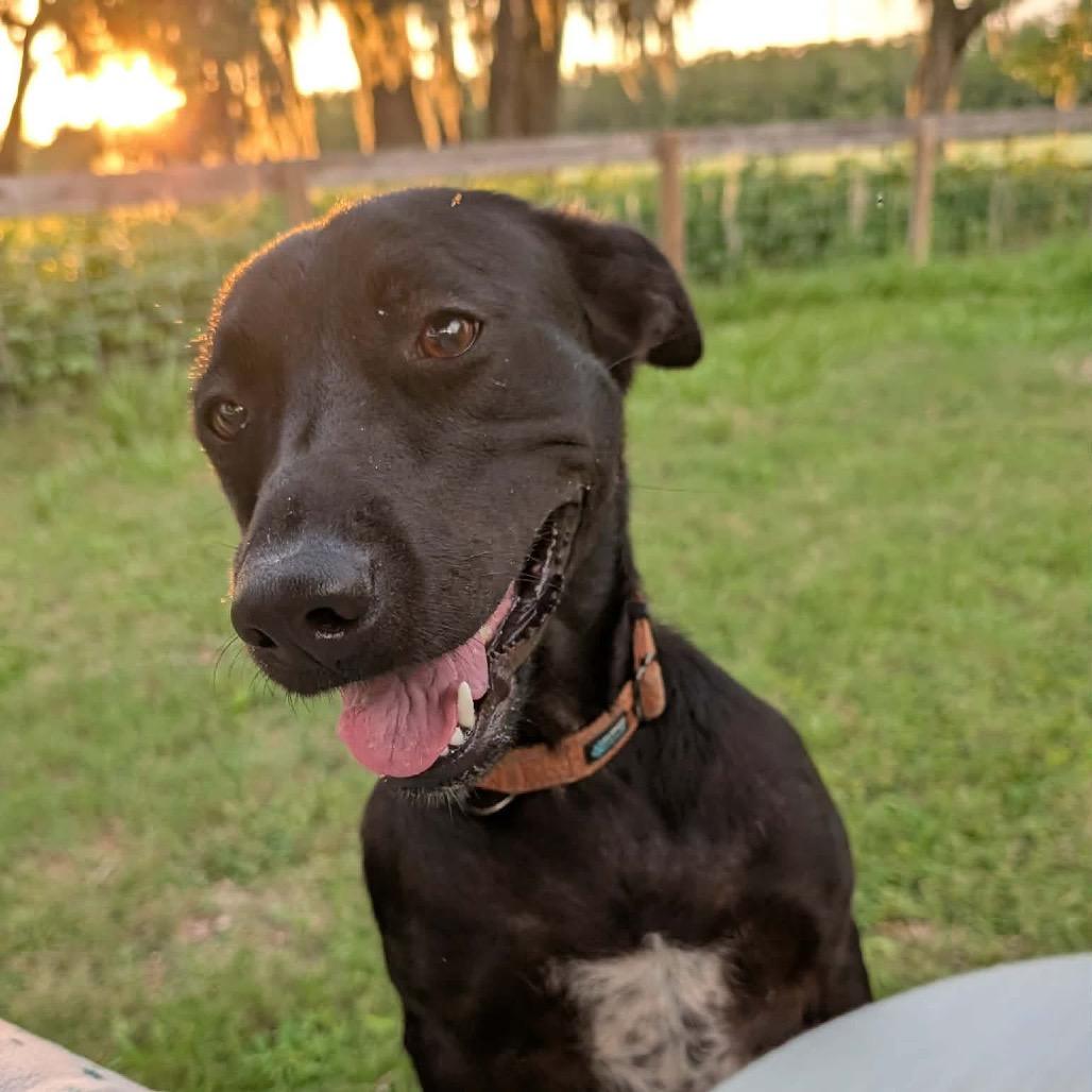 Zoey, Adoptable, Adult Female Shepherd & Labrador Retriever.