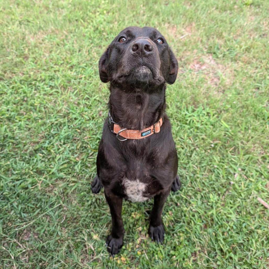 Enlarge Zoey, a Adoptable mixed breed in Hollister, FL image 2/4