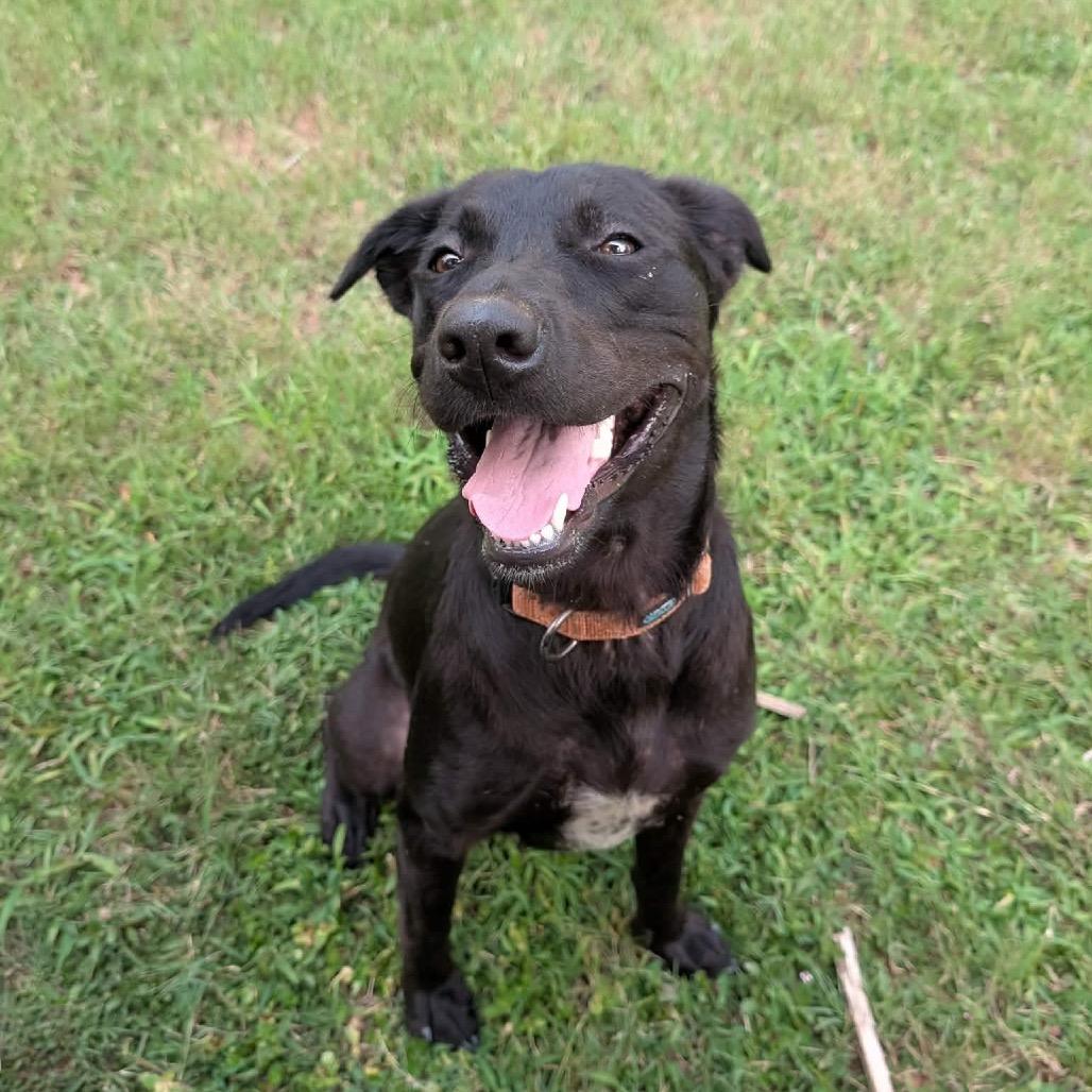 Enlarge Zoey, a Adoptable mixed breed in Hollister, FL image 3/4