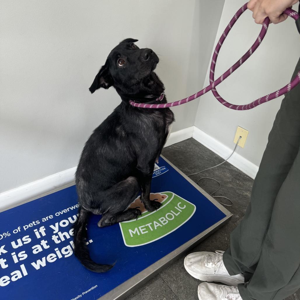 Enlarge Zoey, a Adoptable mixed breed in Hollister, FL image 4/4