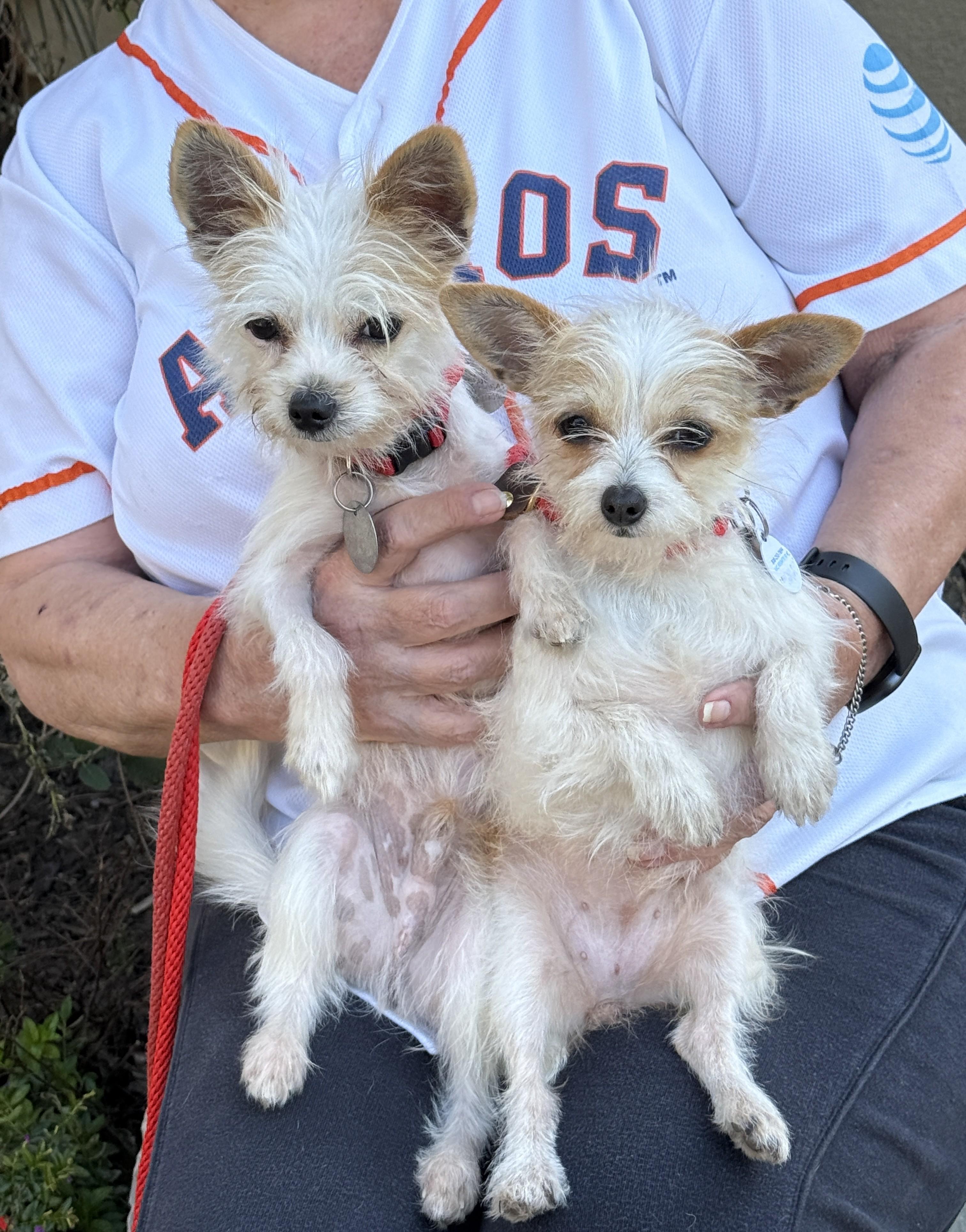 Lamb Chop, Adopted, Young Female Wirehaired Terrier & Chihuahua.