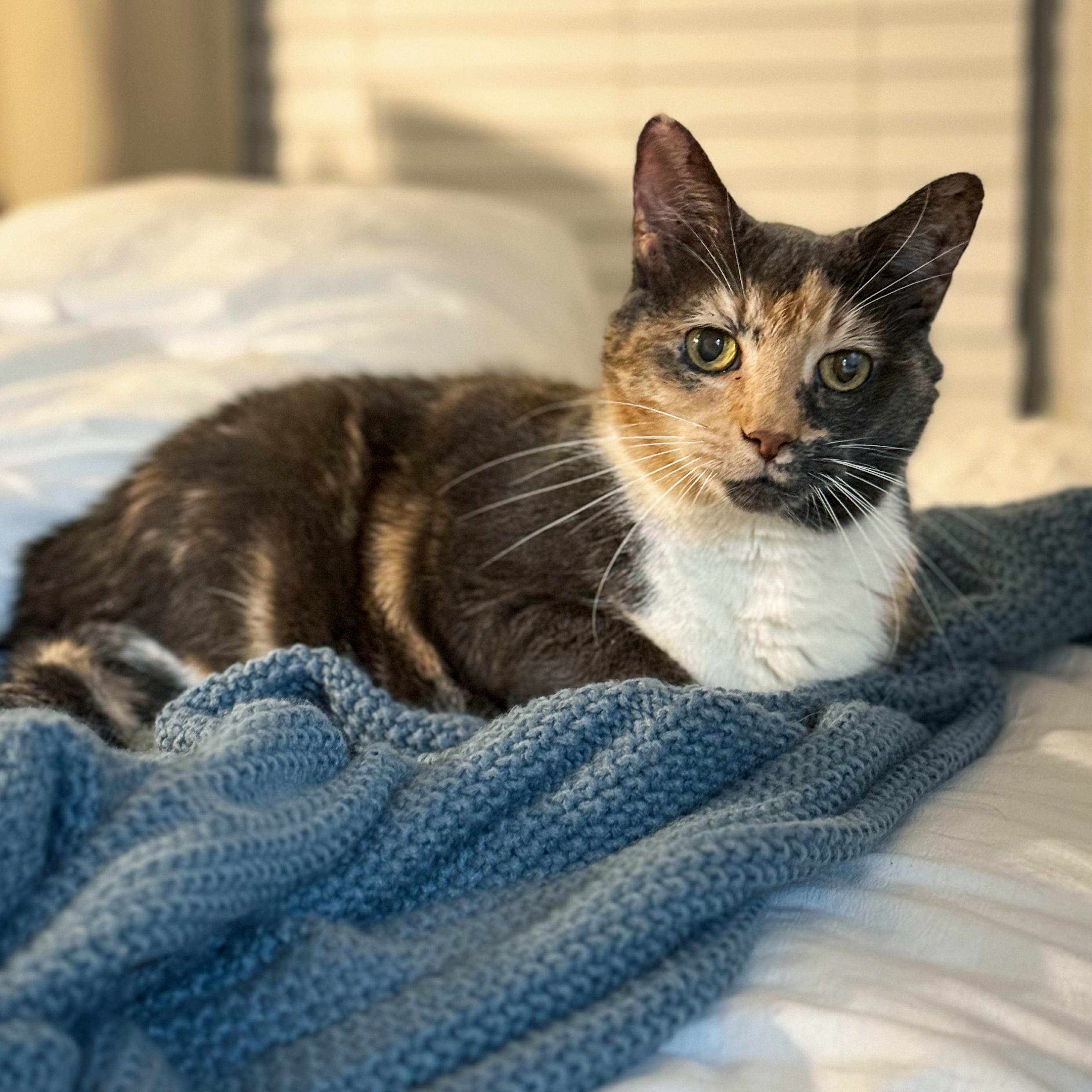 Enlarge Roxie, a ADOPTABLE Calico in Charlotte, NC image 2/4