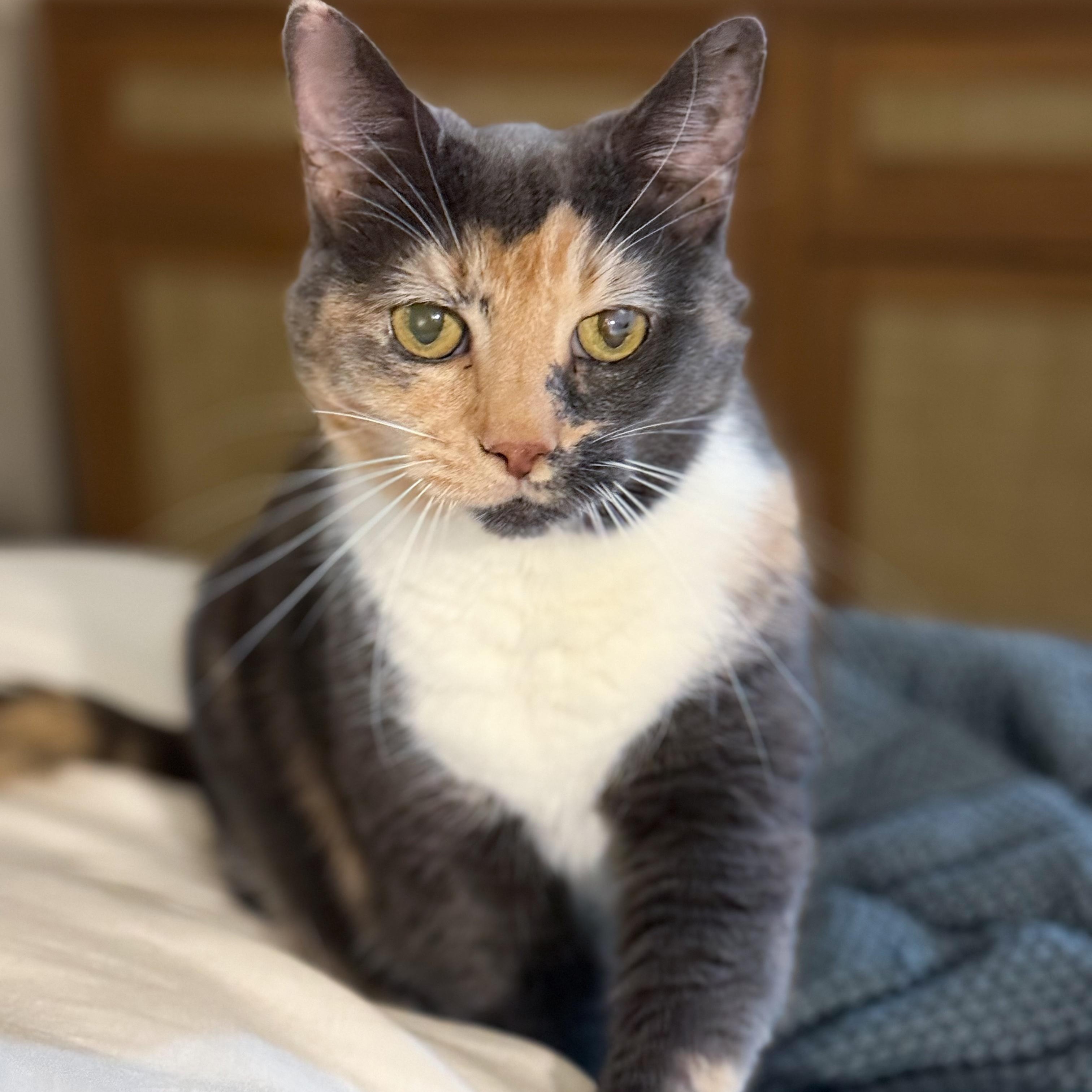 Roxie, ADOPTABLE, Senior Female Calico.