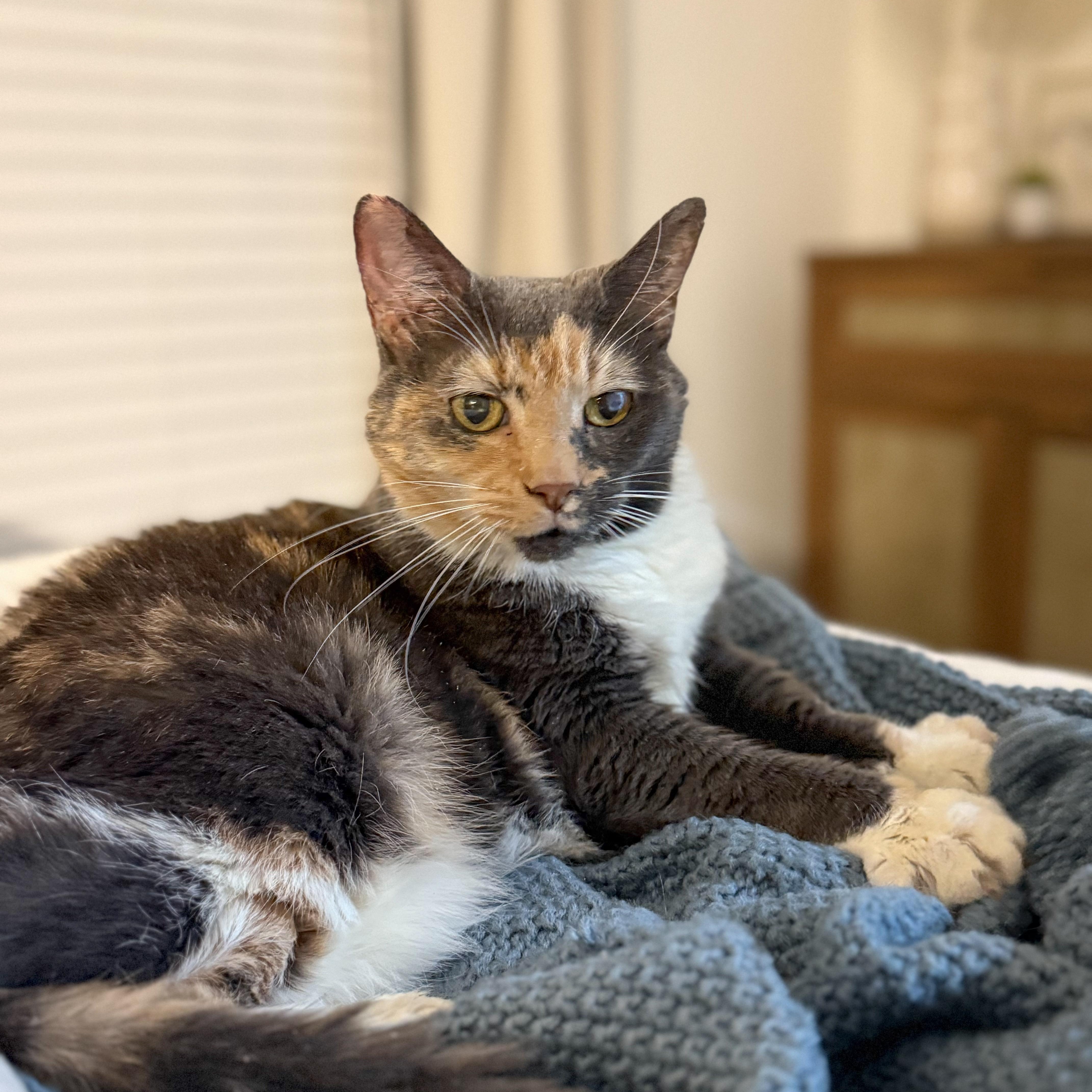 Enlarge Roxie, a ADOPTABLE Calico in Charlotte, NC image 4/4