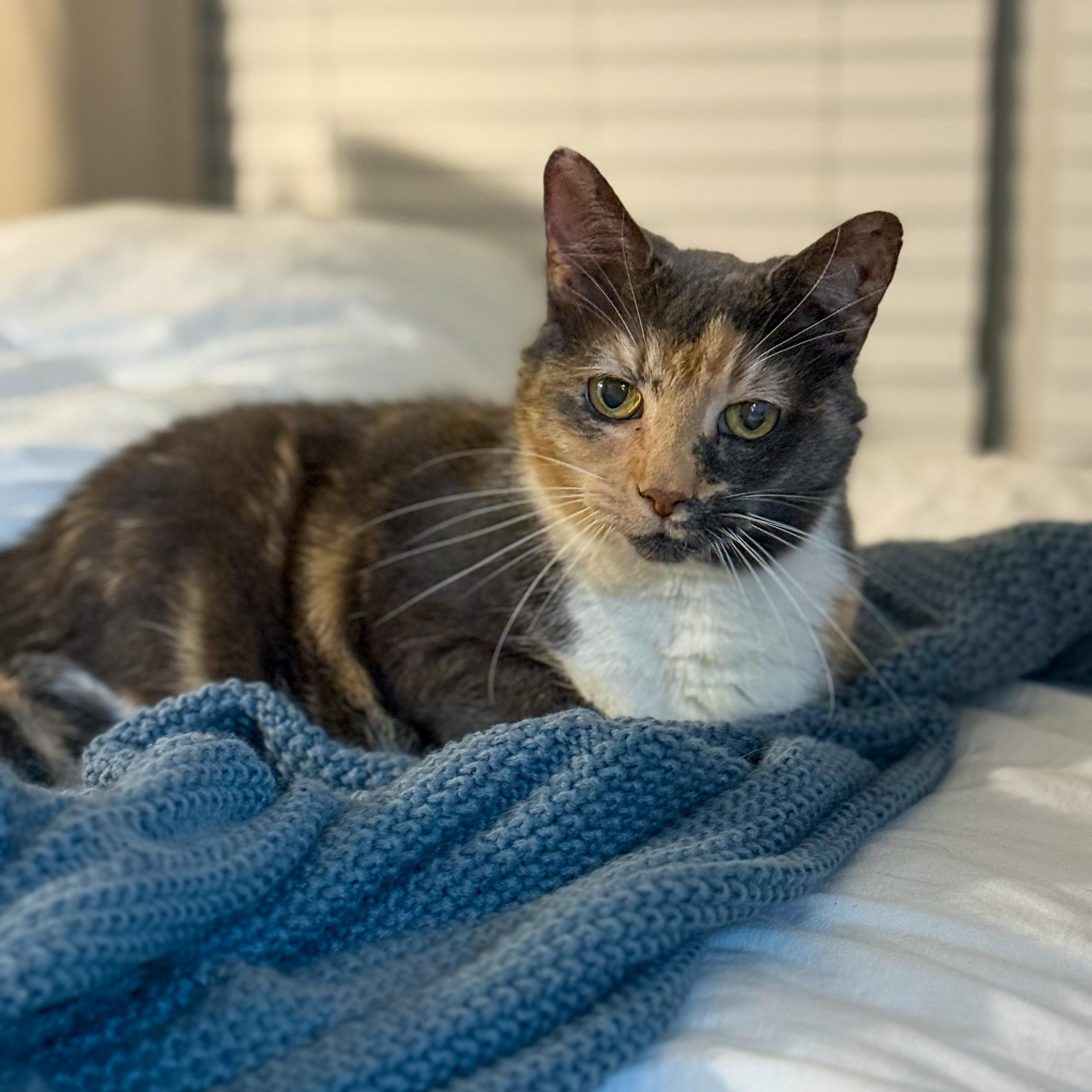 Enlarge Roxie, a ADOPTABLE Calico in Charlotte, NC image 3/4