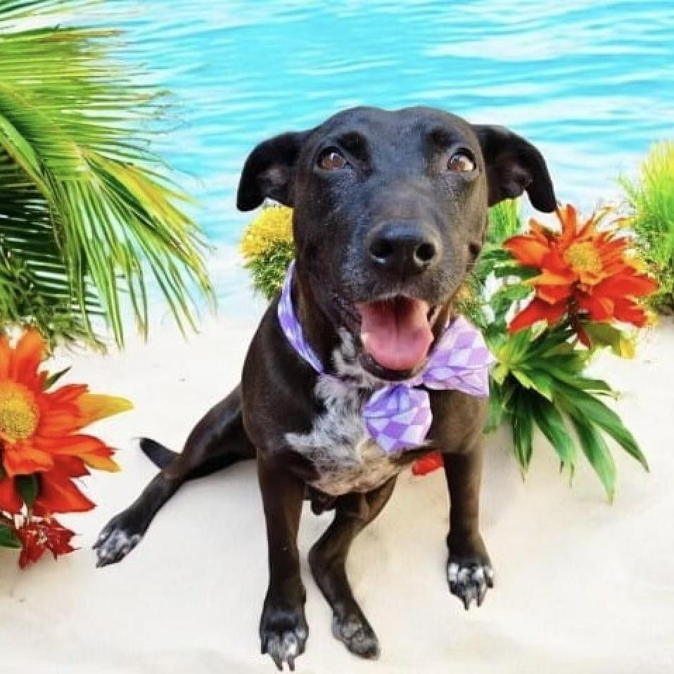 Enlarge DOLLY, a Adoptable mixed breed in Rowland Heights, CA image 2/5