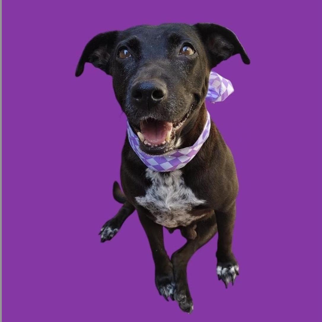 Enlarge DOLLY, a Adoptable mixed breed in Rowland Heights, CA image 3/5