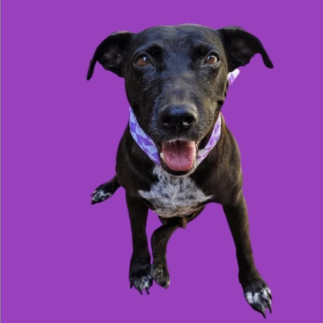 Enlarge DOLLY, a Adoptable mixed breed in Rowland Heights, CA image 4/5