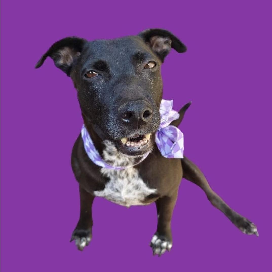 Enlarge DOLLY, a Adoptable mixed breed in Rowland Heights, CA image 5/5