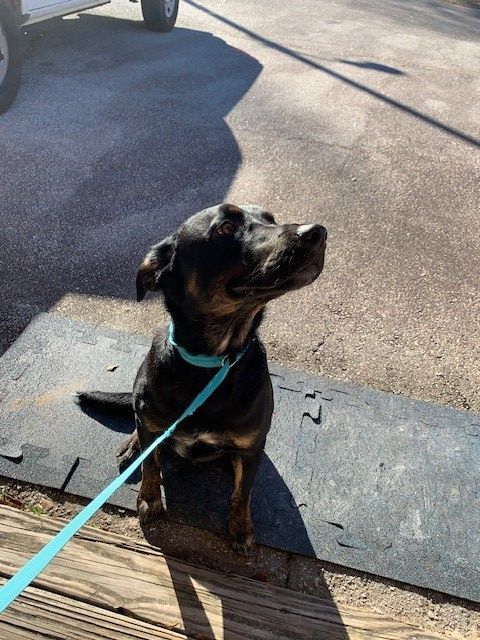 Buddy, Adopted, Adult Male Labrador Retriever & Mixed Breed.