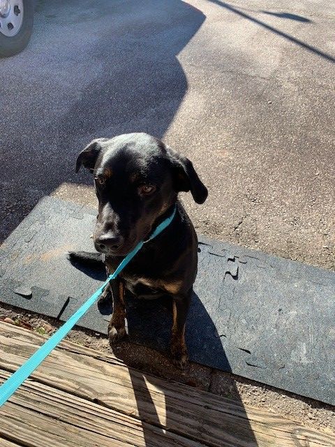 Enlarge Buddy, a Adopted mixed breed in thomson, GA image 2/3