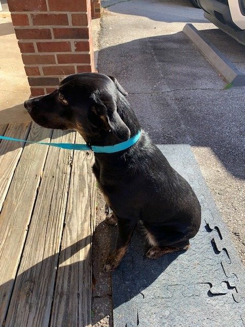 Enlarge Buddy, a Adopted mixed breed in thomson, GA image 3/3