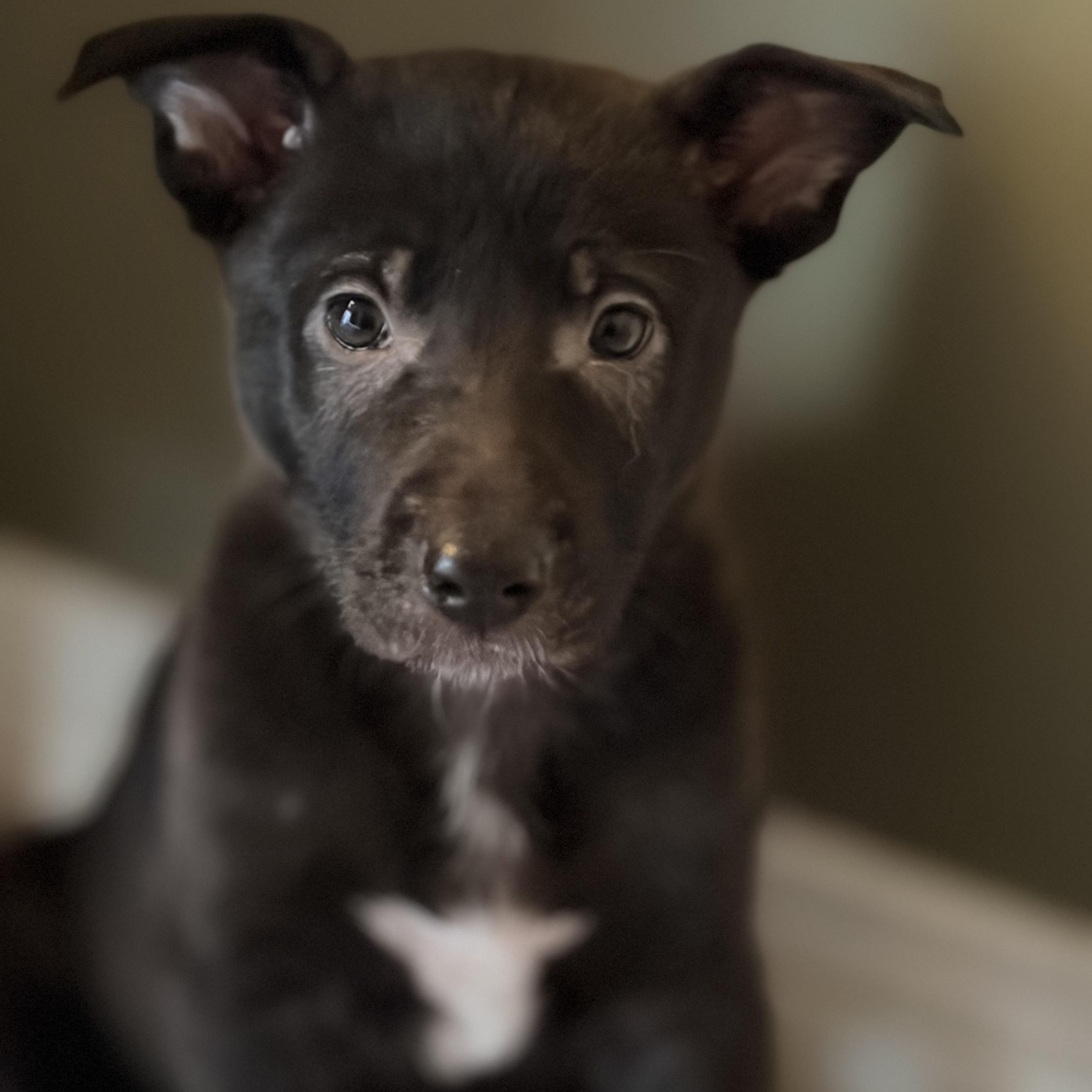 Enlarge Merry, a Adoptable mixed breed in Mississauga , ON image 3/6