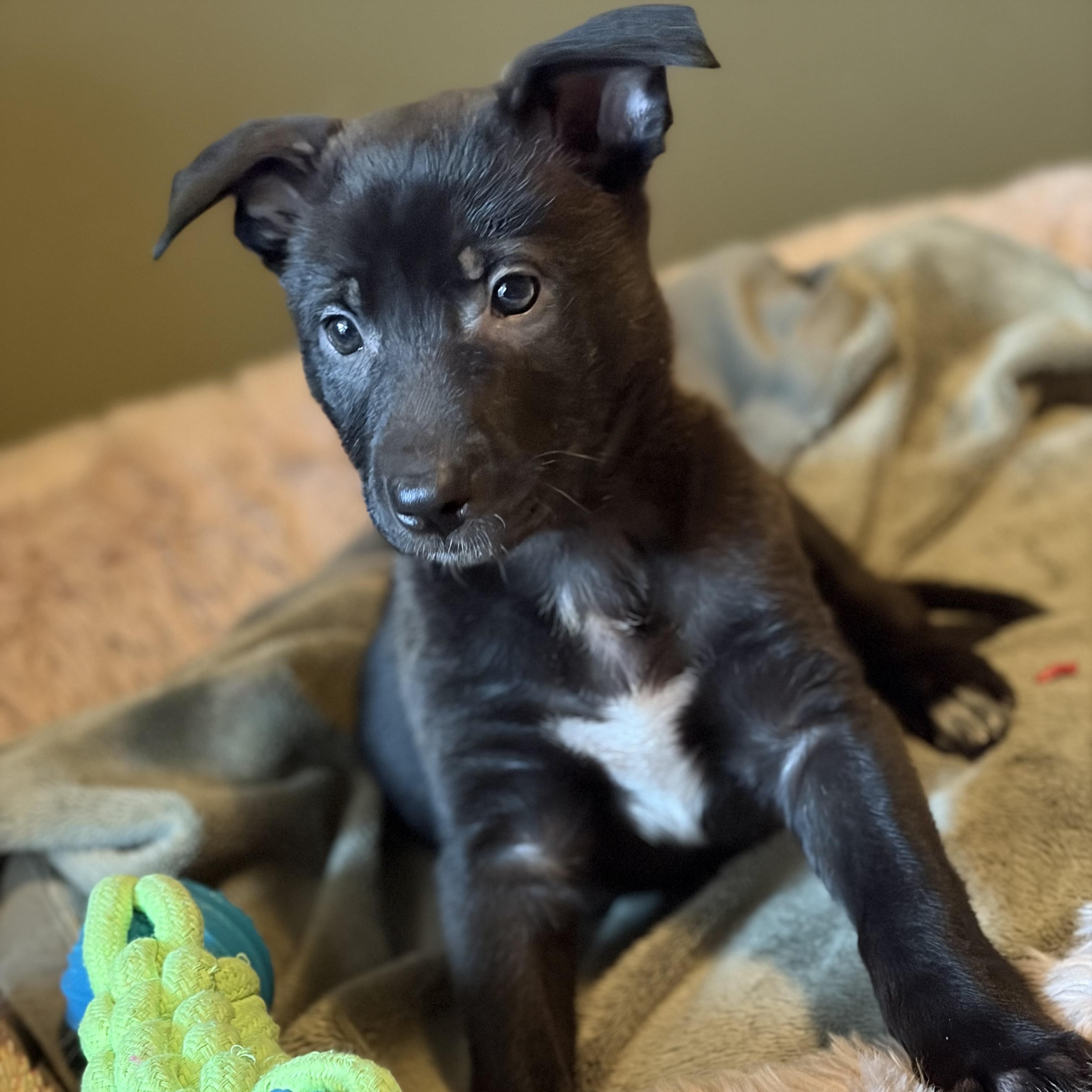 Enlarge Merry, a Adoptable mixed breed in Mississauga , ON image 1/6