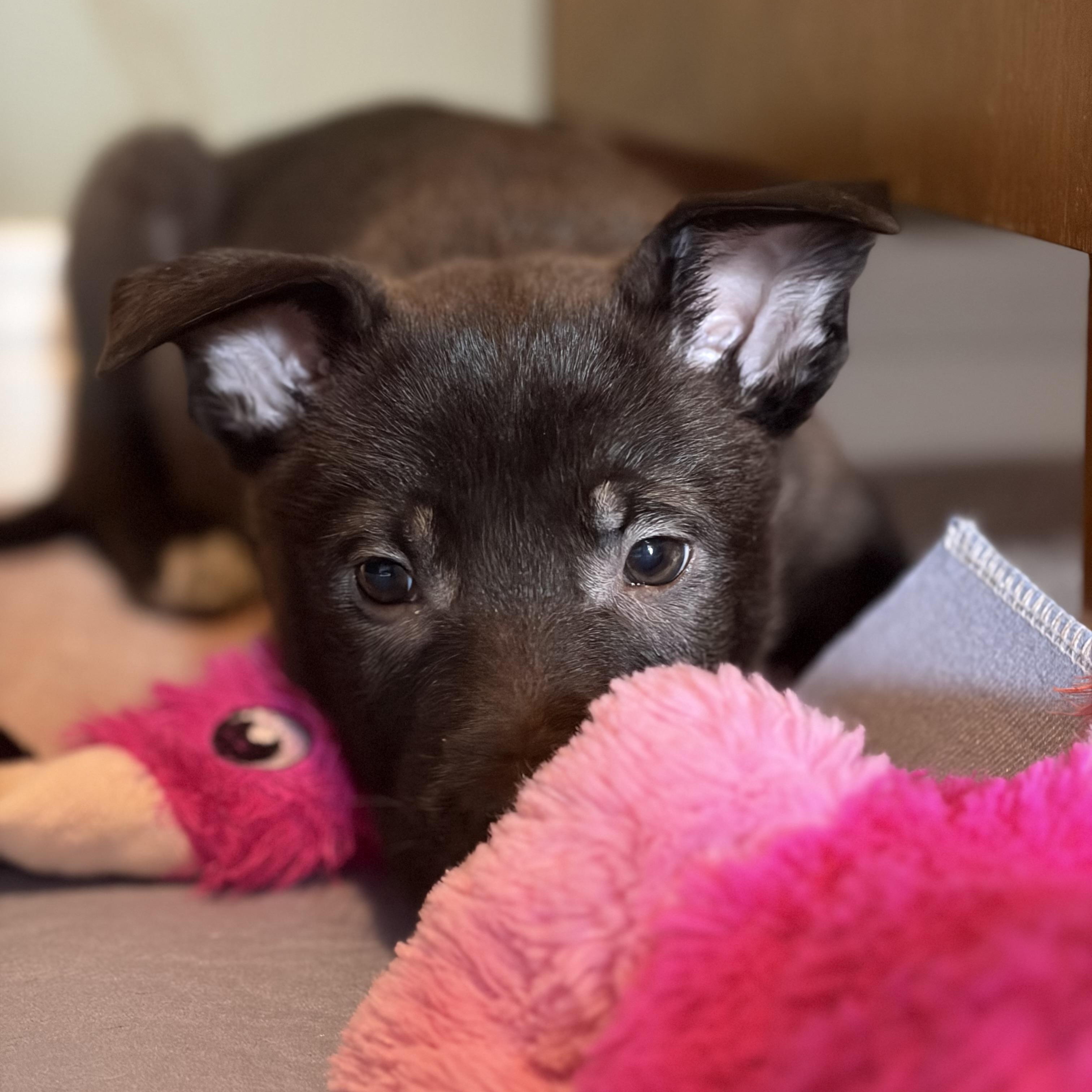 Enlarge Merry, a Adoptable mixed breed in Mississauga , ON image 2/6