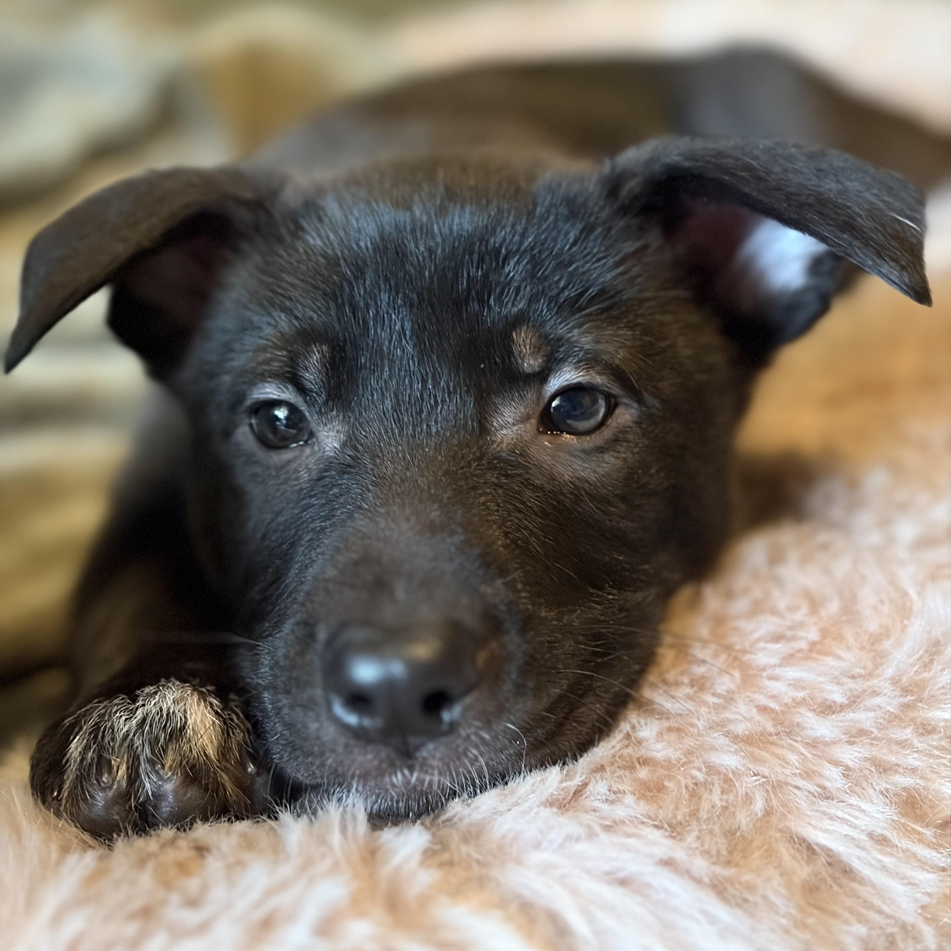 Enlarge Merry, a Adoptable mixed breed in Mississauga , ON image 4/6