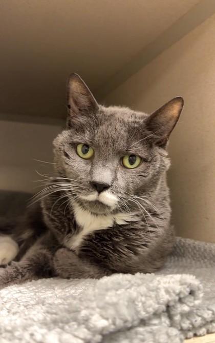 Belle, Adoptable, Senior Female Domestic Short Hair & Domestic Short Hair.