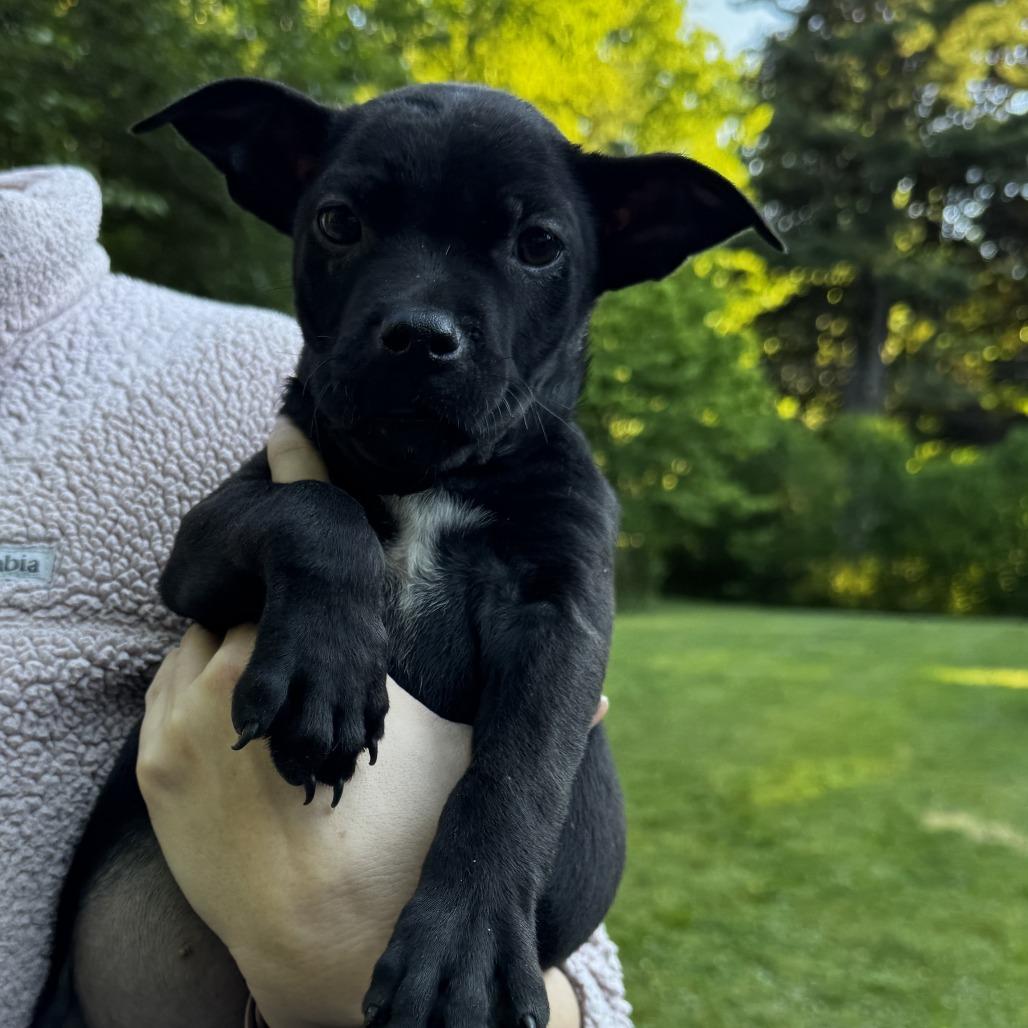 Enlarge NY Star Crunch Avail Jun 13 (Choice Pet Carmel), a Adoptable mixed breed in Eastford, CT image 1/2