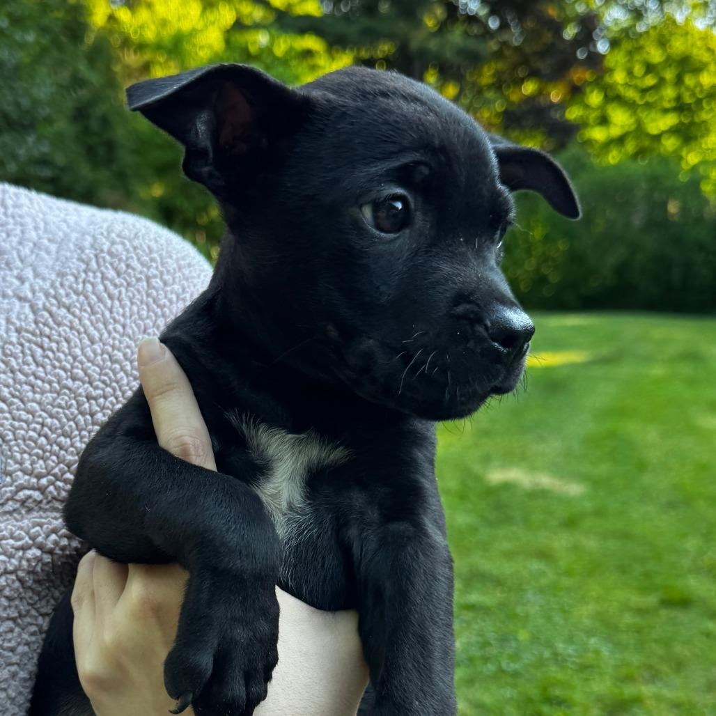 Enlarge NY Star Crunch Avail Jun 13 (Choice Pet Carmel), a Adoptable mixed breed in Eastford, CT image 2/2