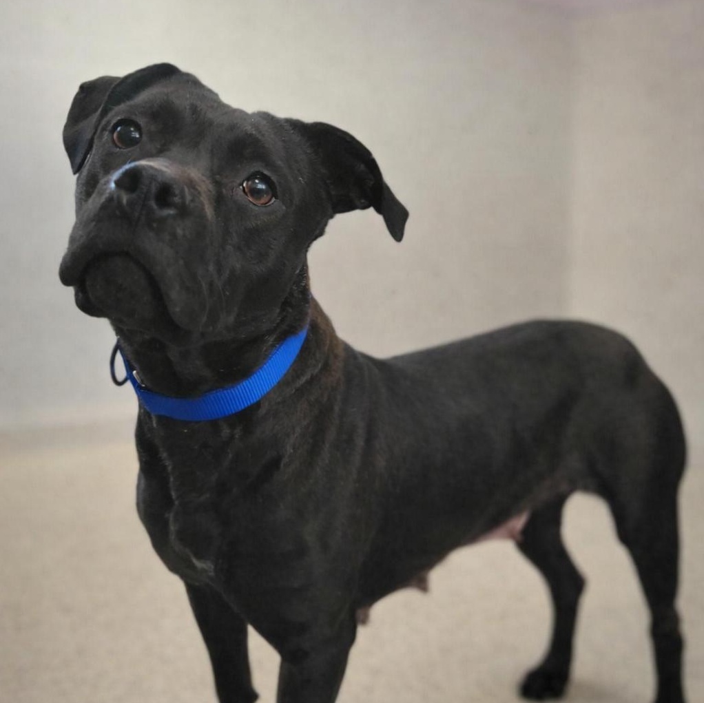 Sugar, Adoptable, Young Female Mixed Breed.