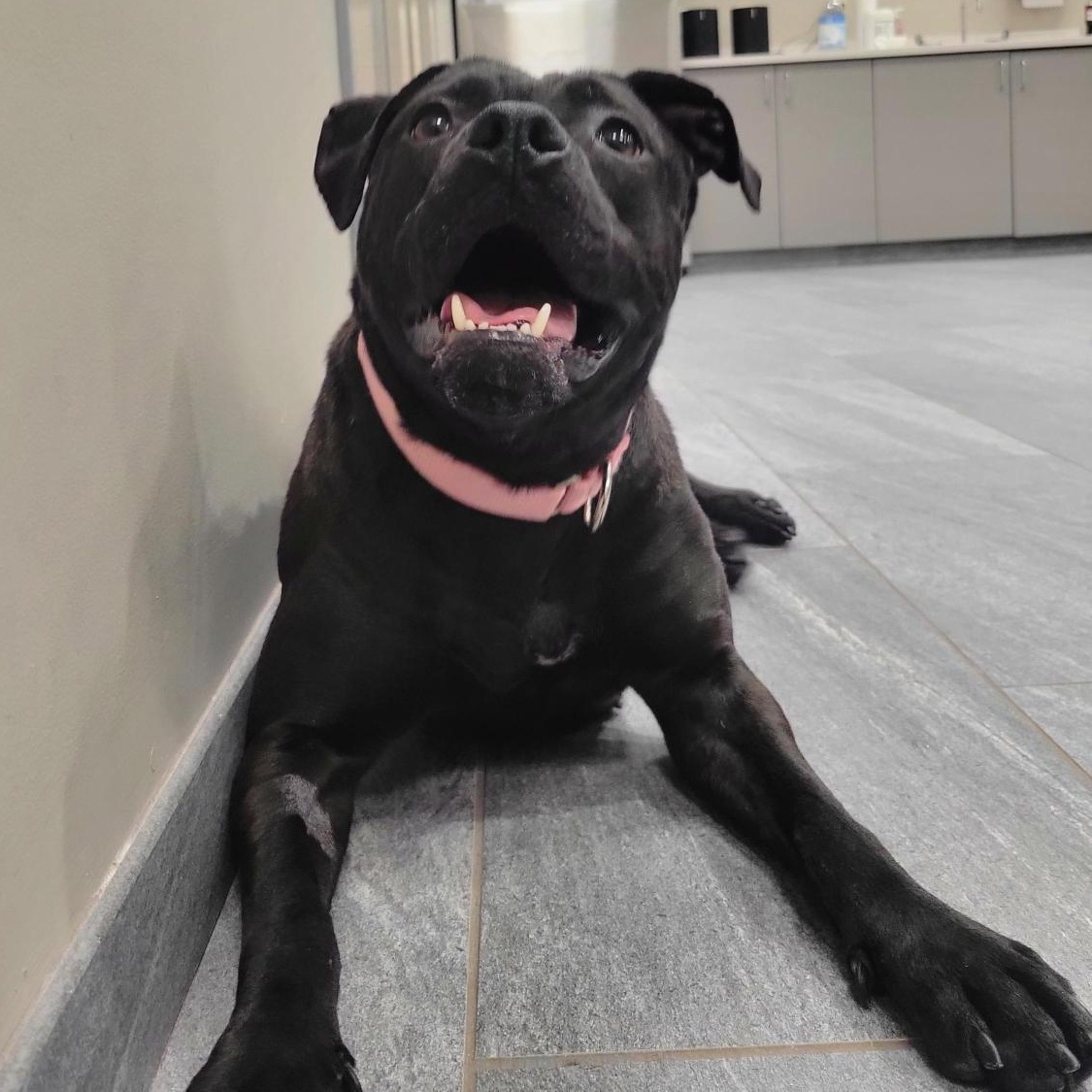 Enlarge Sugar, an adoptable Mixed Breed in Cooperstown, NY image 5/6