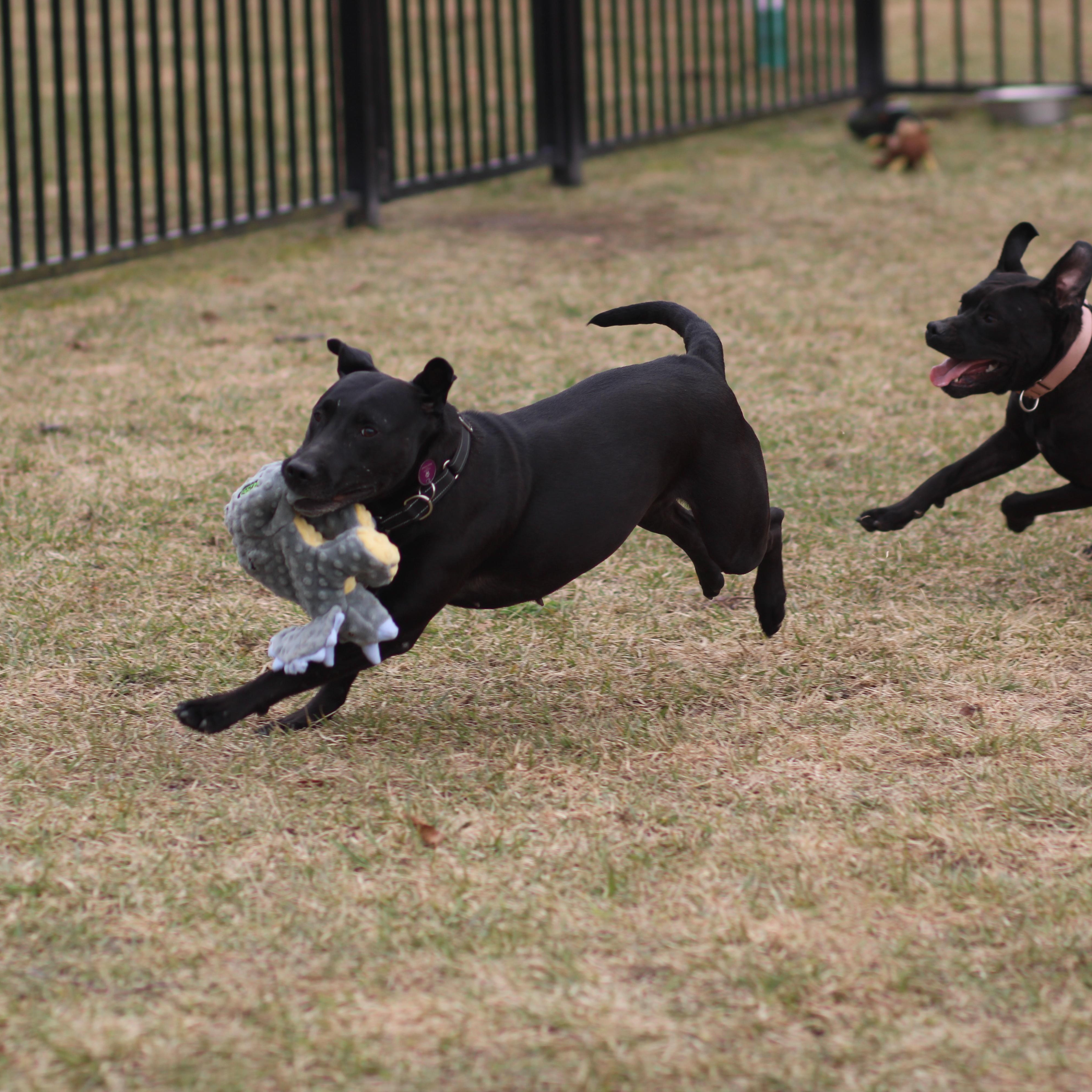 Enlarge Sugar, an adoptable Mixed Breed in Cooperstown, NY image 6/6