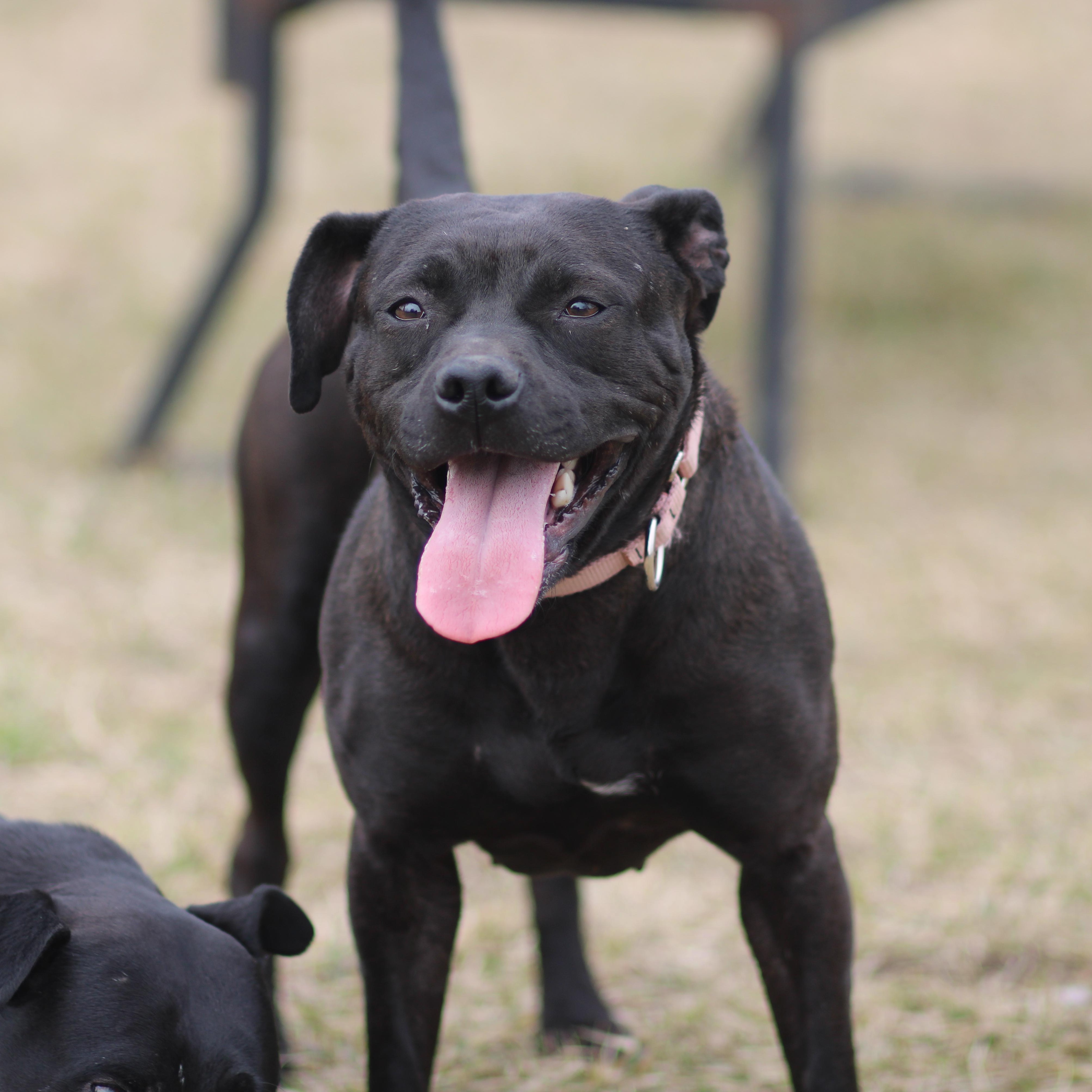 Sugar, adoptable, Young Female Mixed Breed.