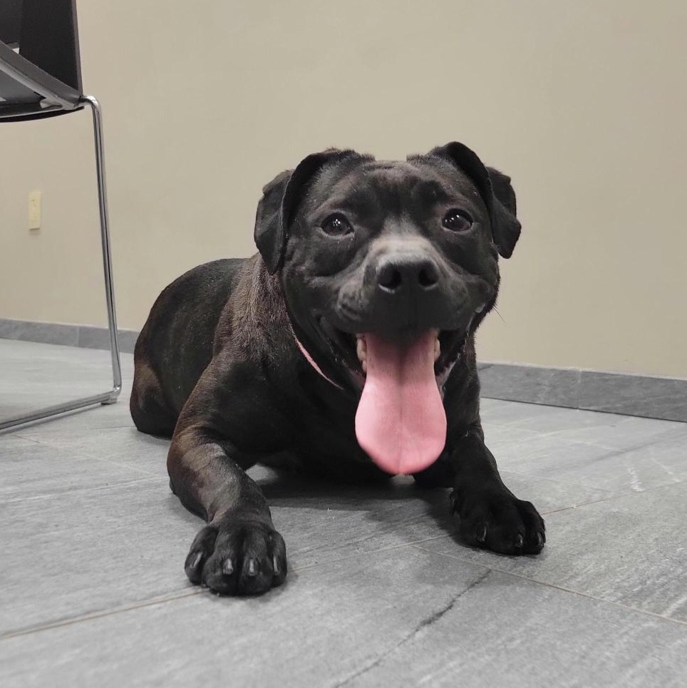 Enlarge Sugar, an adoptable Mixed Breed in Cooperstown, NY image 3/6