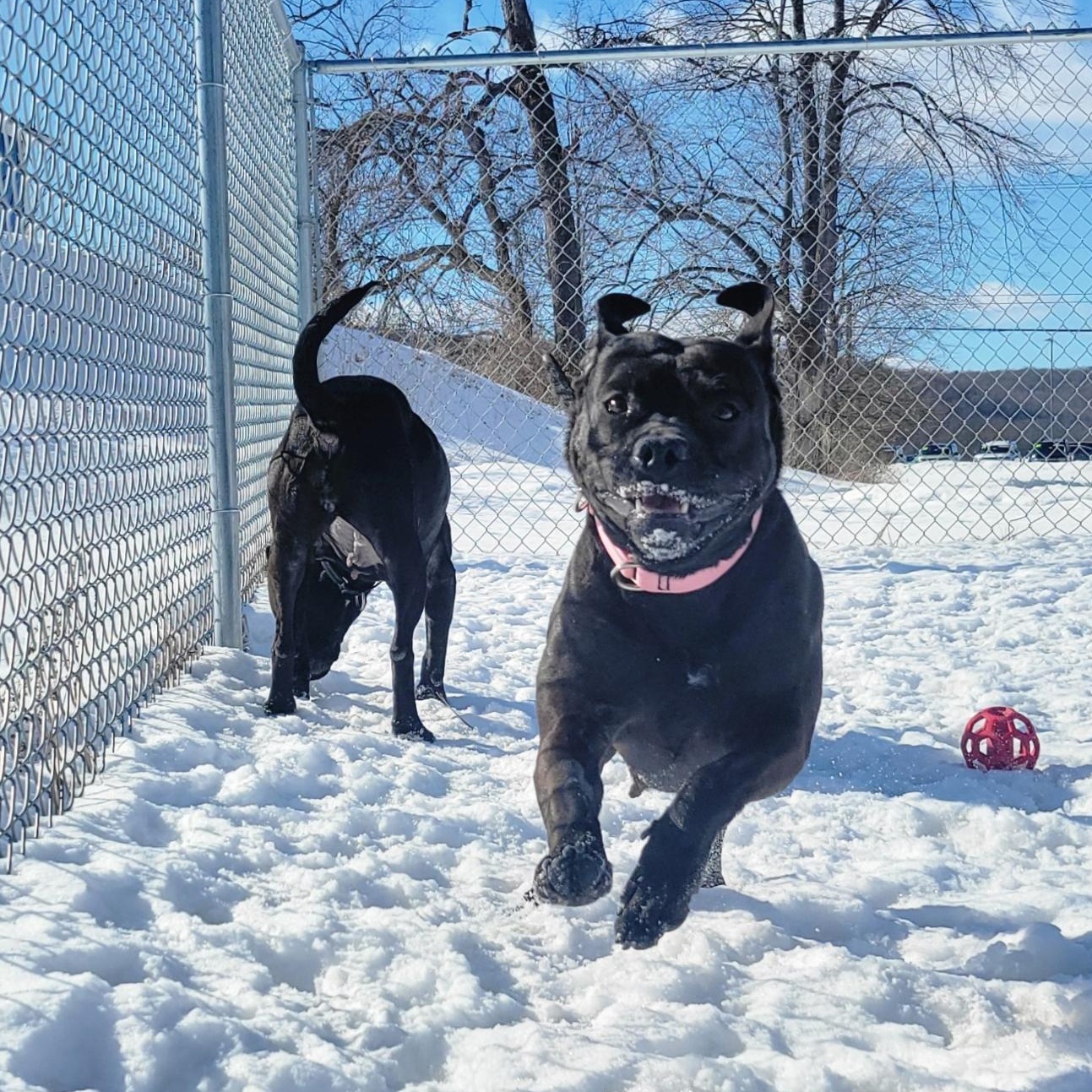 Enlarge Sugar, an adoptable Mixed Breed in Cooperstown, NY image 4/6