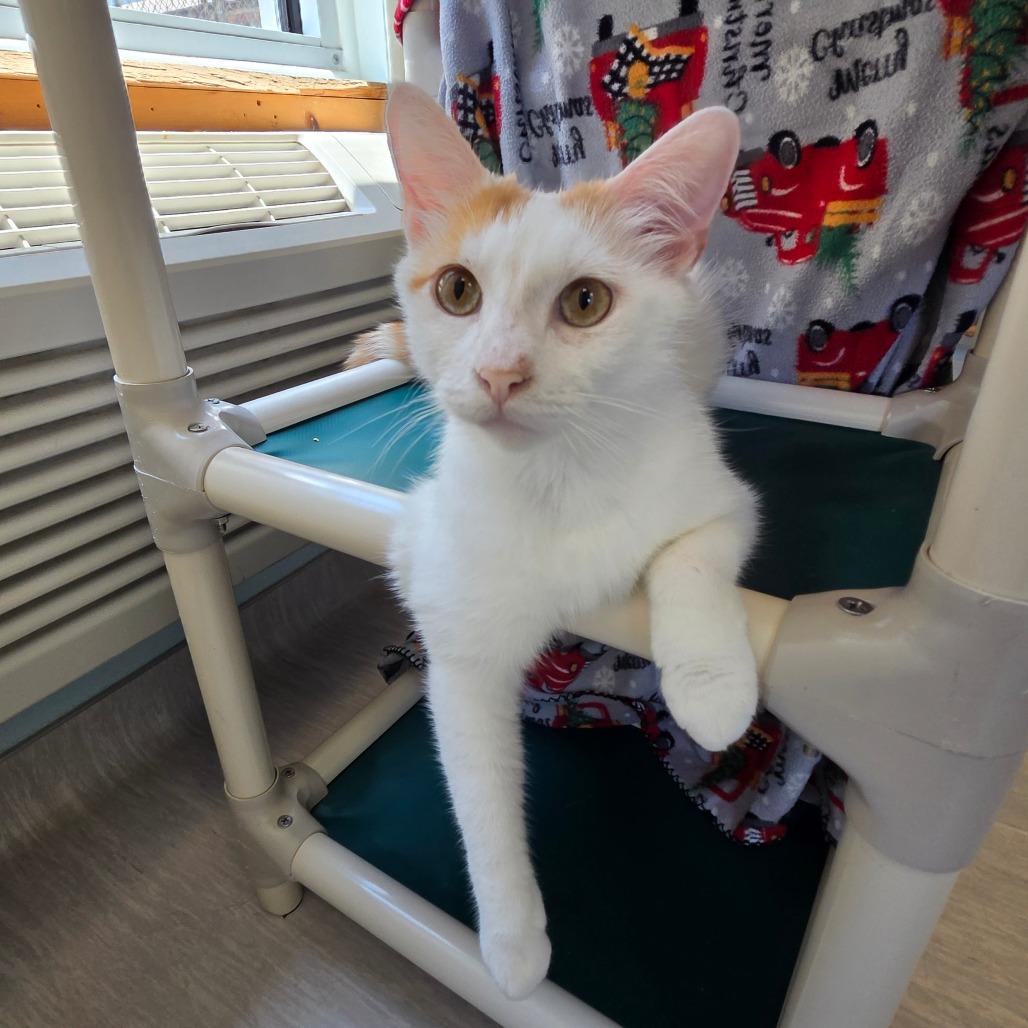 ToeBeanDealer, a Adoptable Domestic Short Hair in Tulsa, OK image 1/5